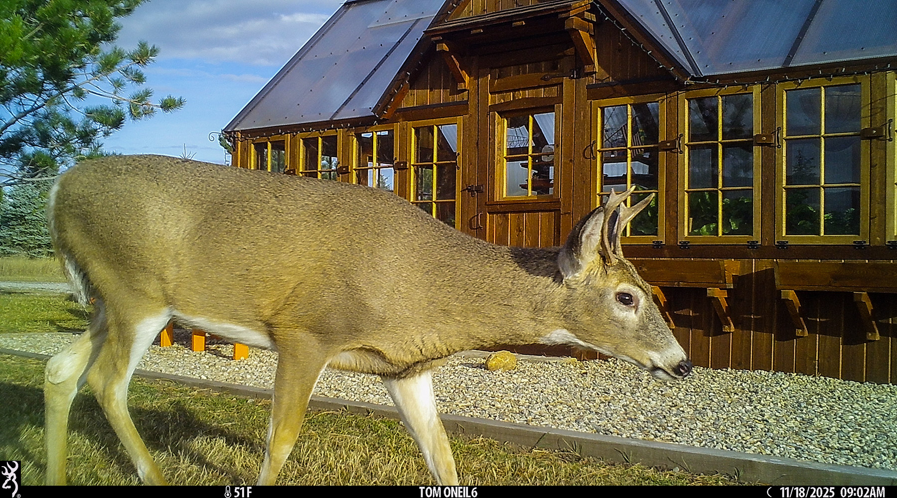 Deer at my greenhouse, Red Lodge, MT.  Click for next photo.
