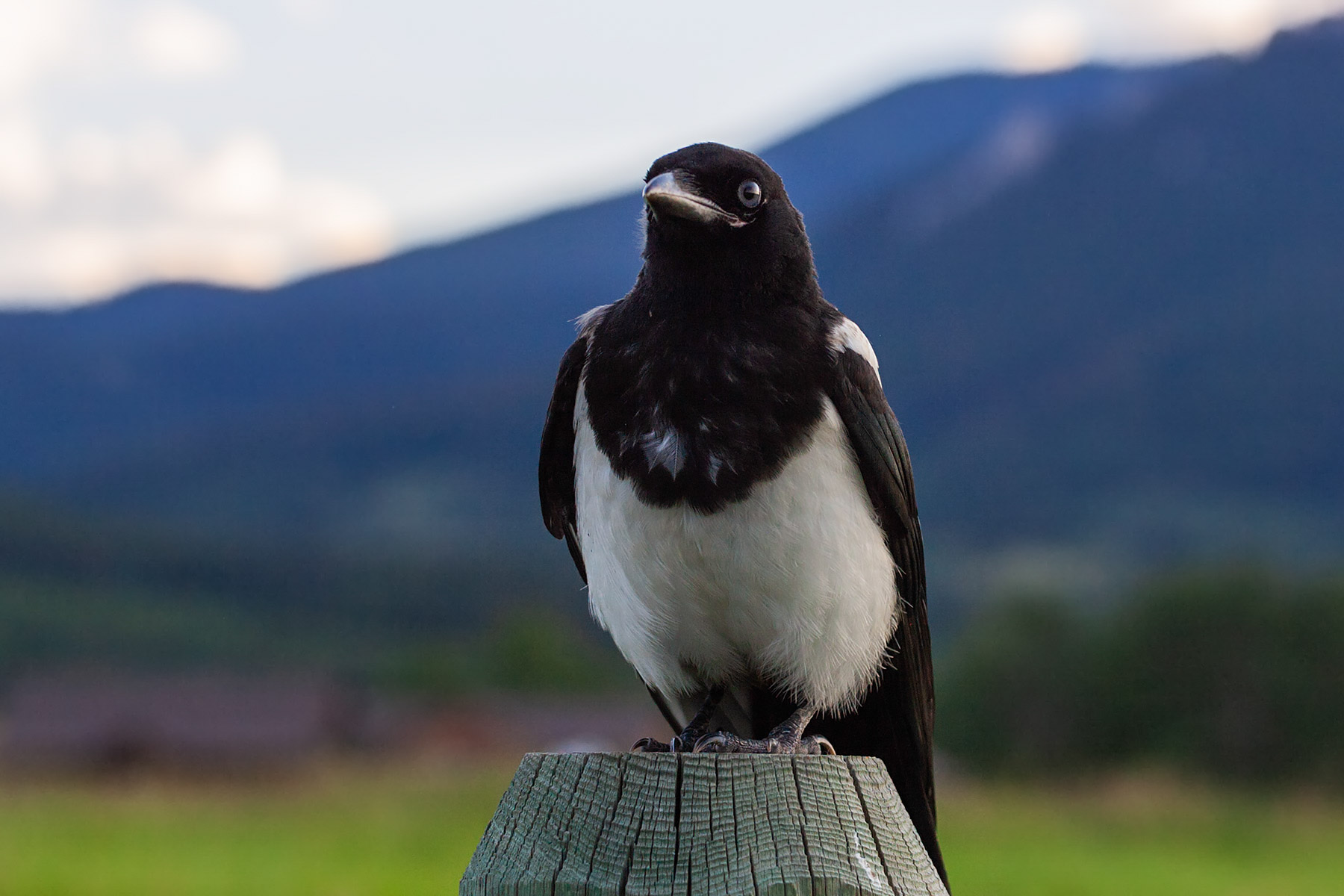 Magpie.  Click for next photo.