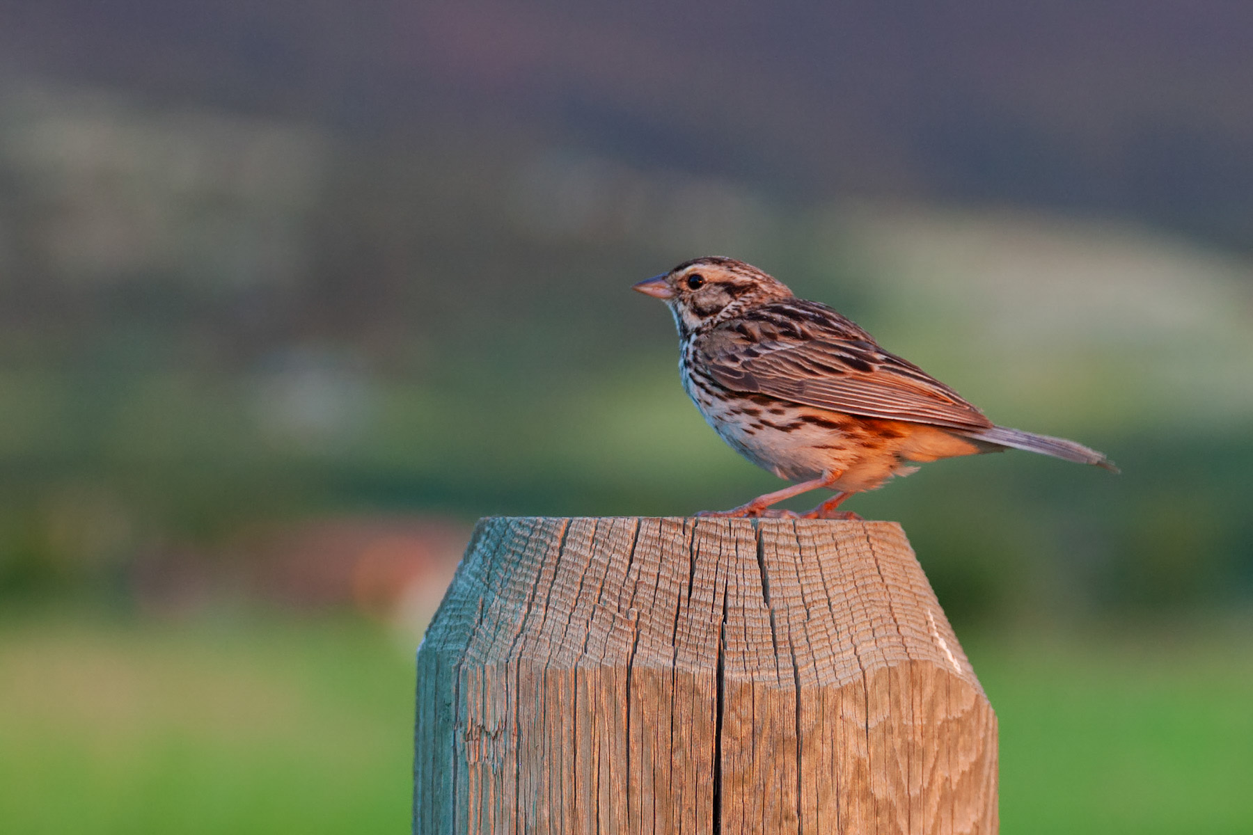 Sparrow  Click for next photo.