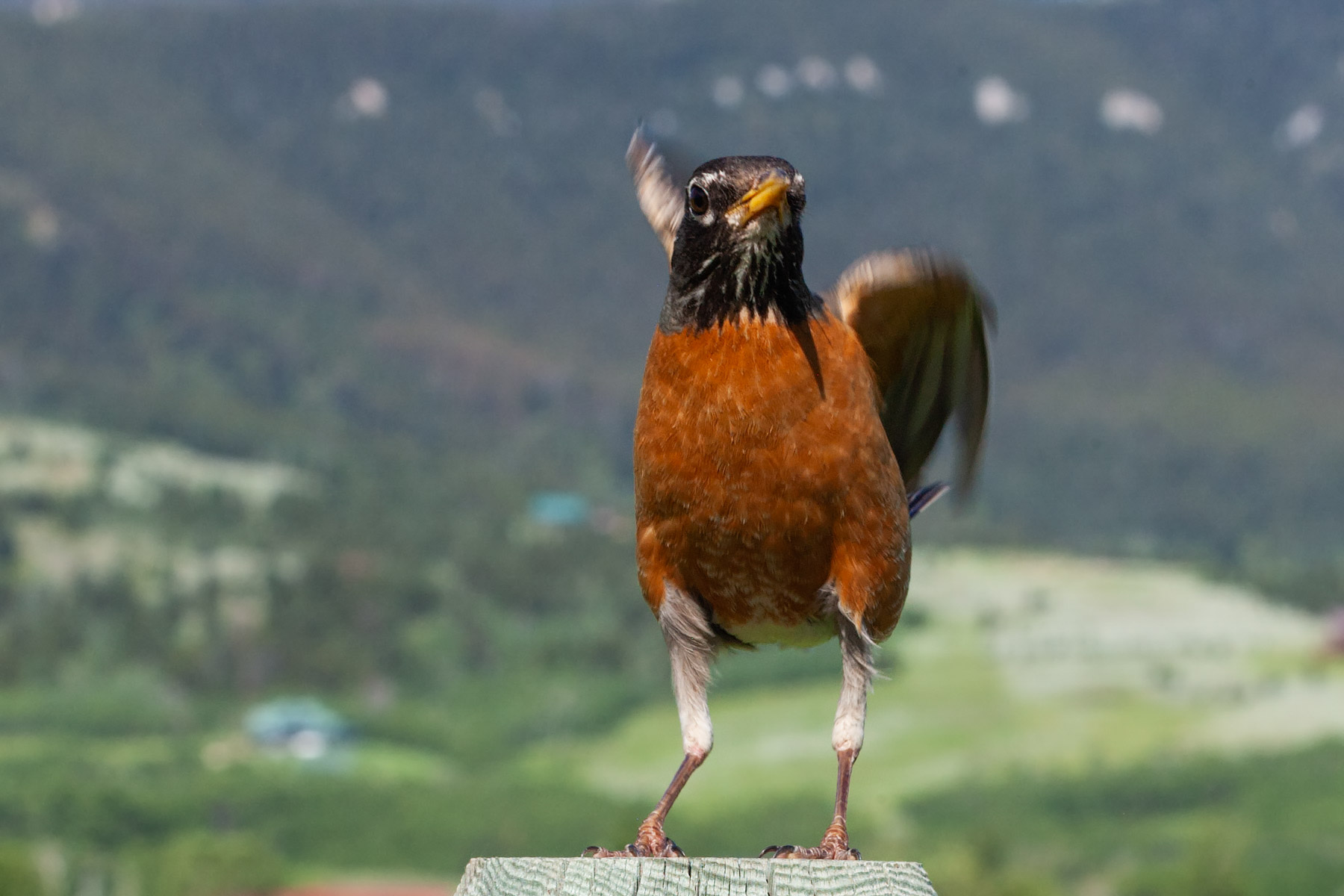 Robin.  Click for next photo.