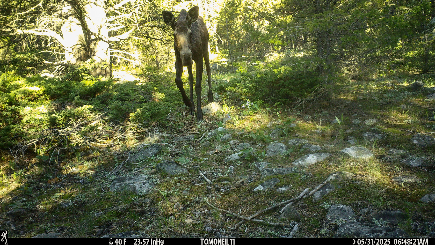 Moose in Custer Gallatin National Forest south of Red Lodge.  Click for next photo.
