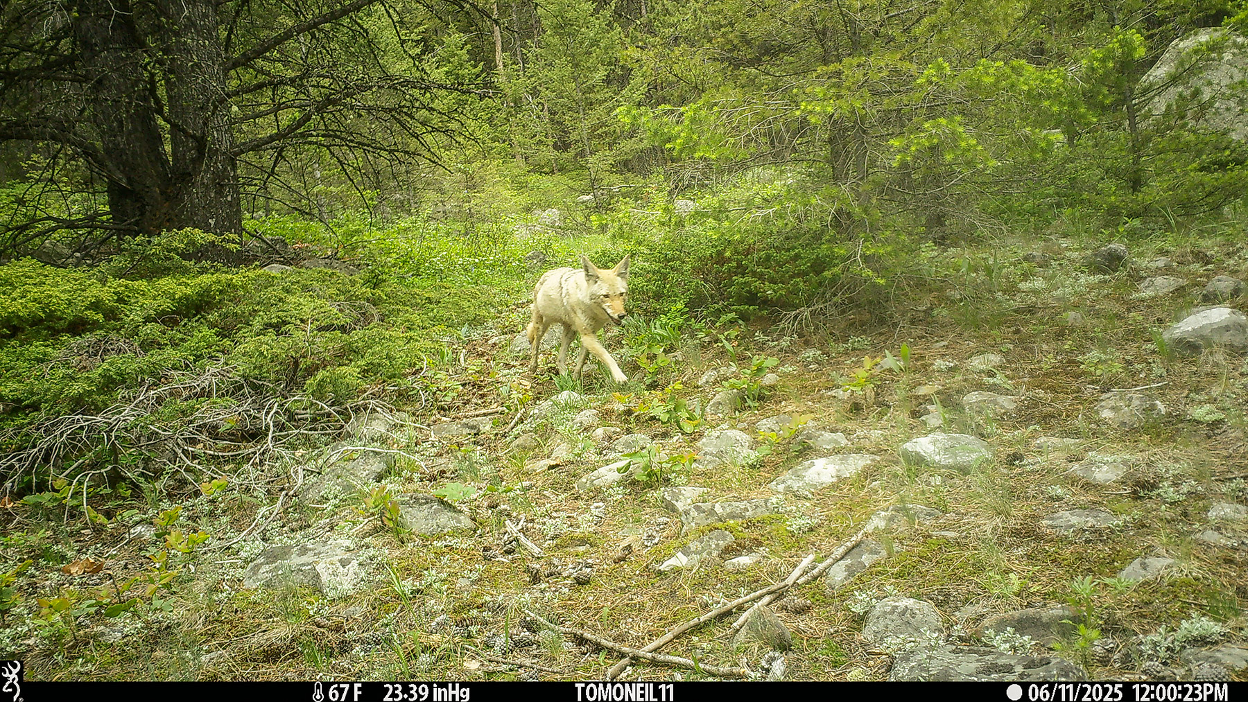 Coyote in Custer National Forest near Red Lodge, MT.  Click for next photo.