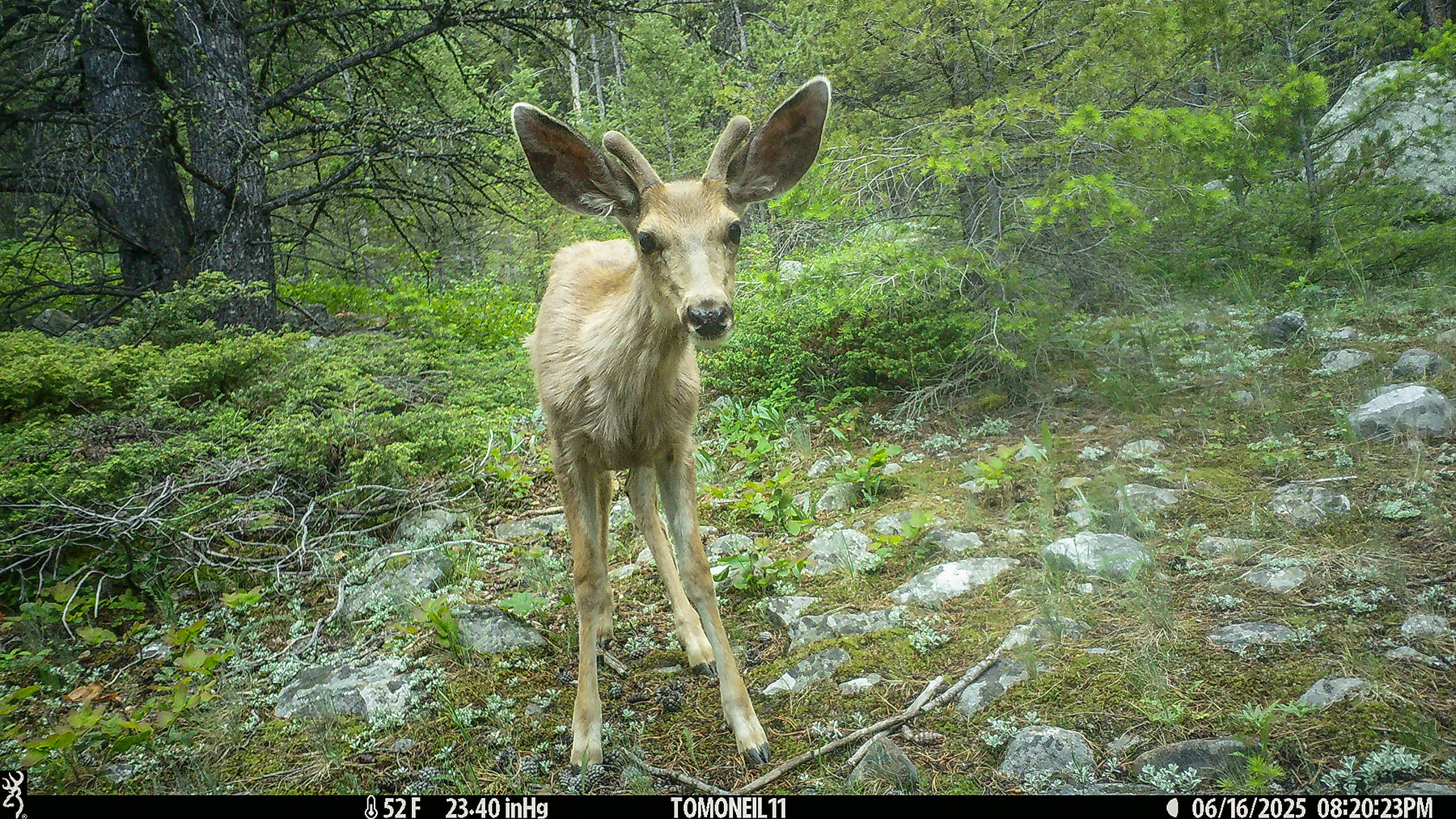 Deer in Custer Gallatin National Forest south of Red Lodge.  Click for next photo.