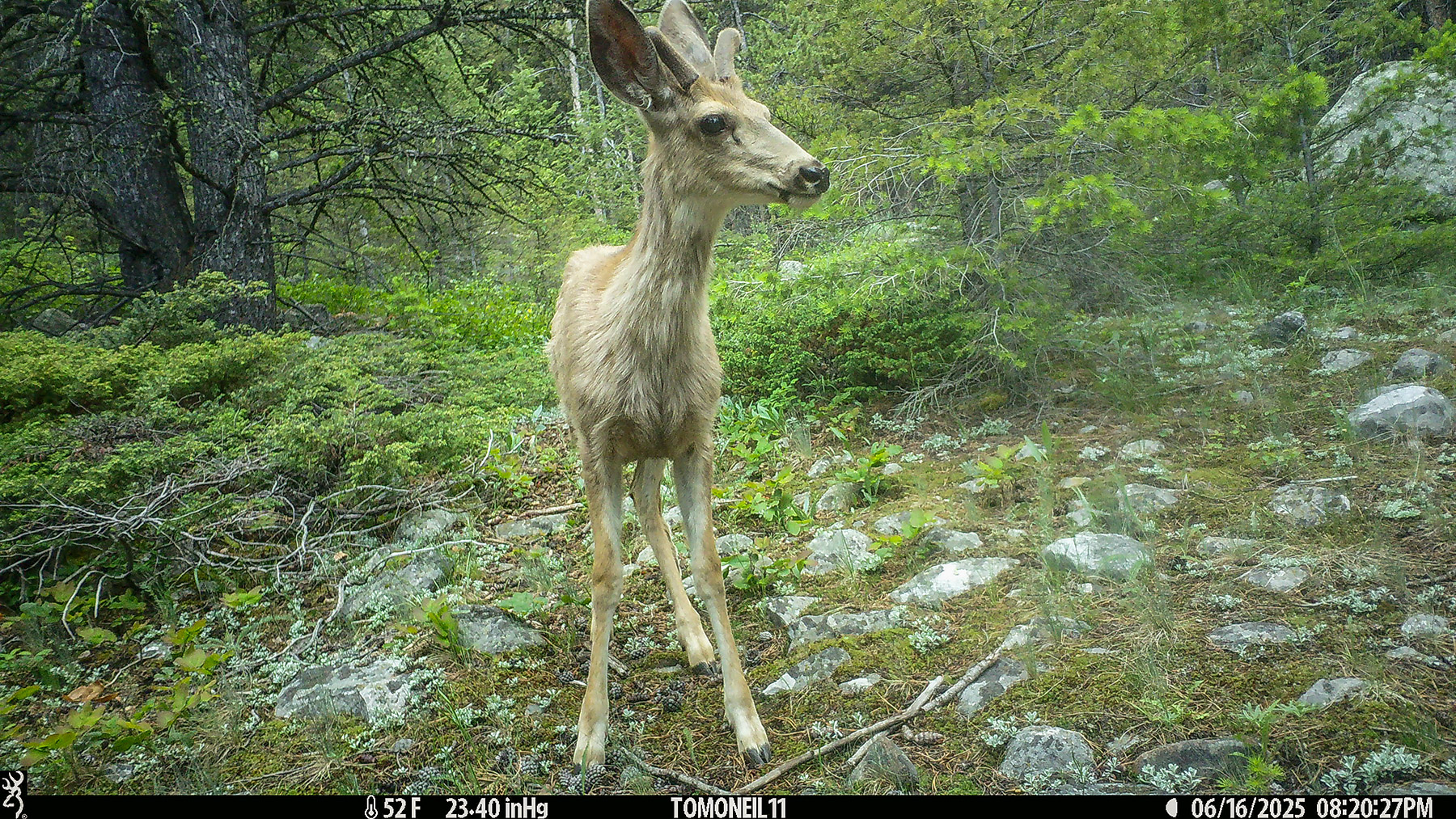 Deer in Custer Gallatin National Forest south of Red Lodge.  Click for next photo.