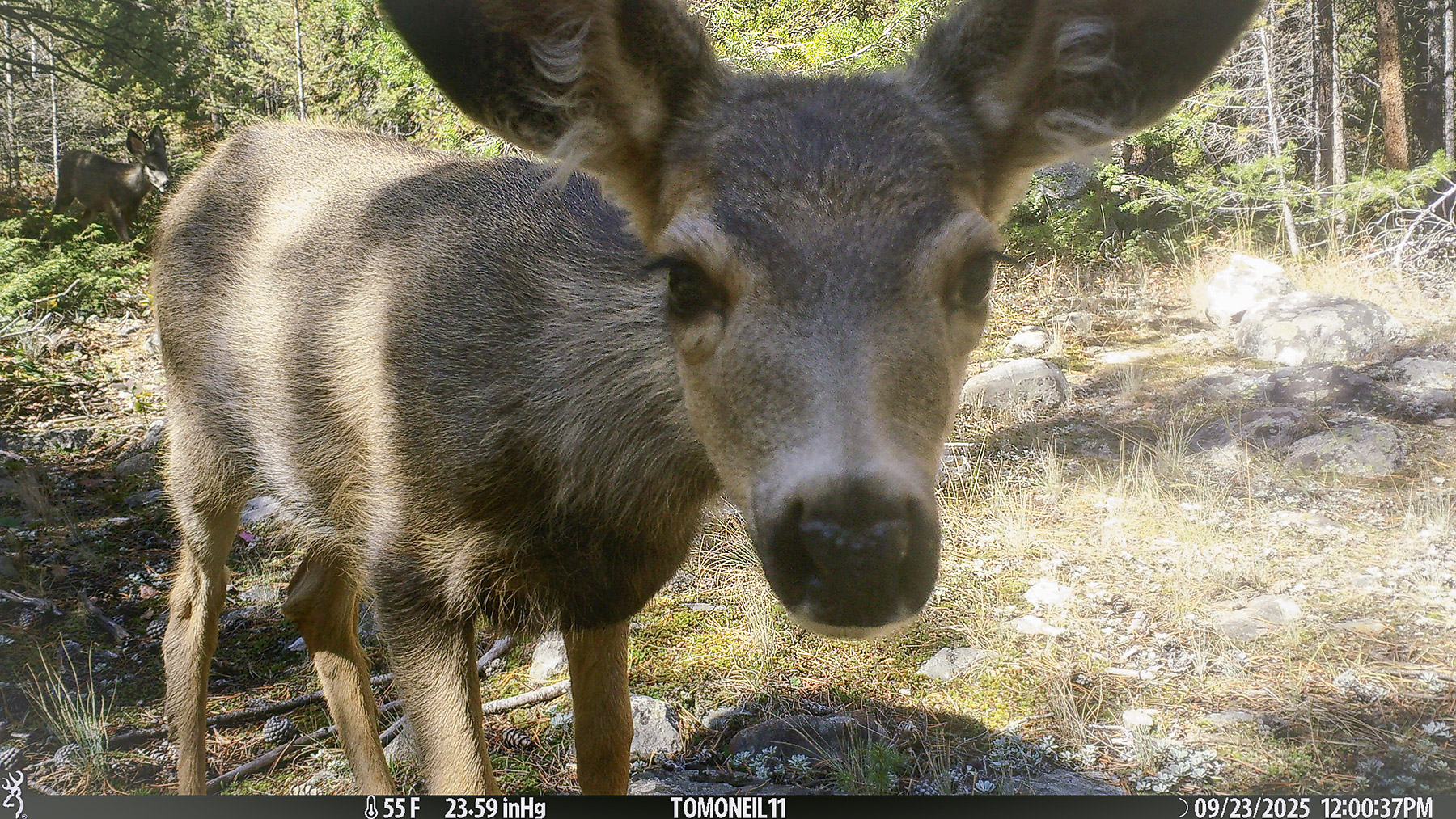 Young deer encounters trail camera, Custer National Forest, MT.  Click for next photo.
