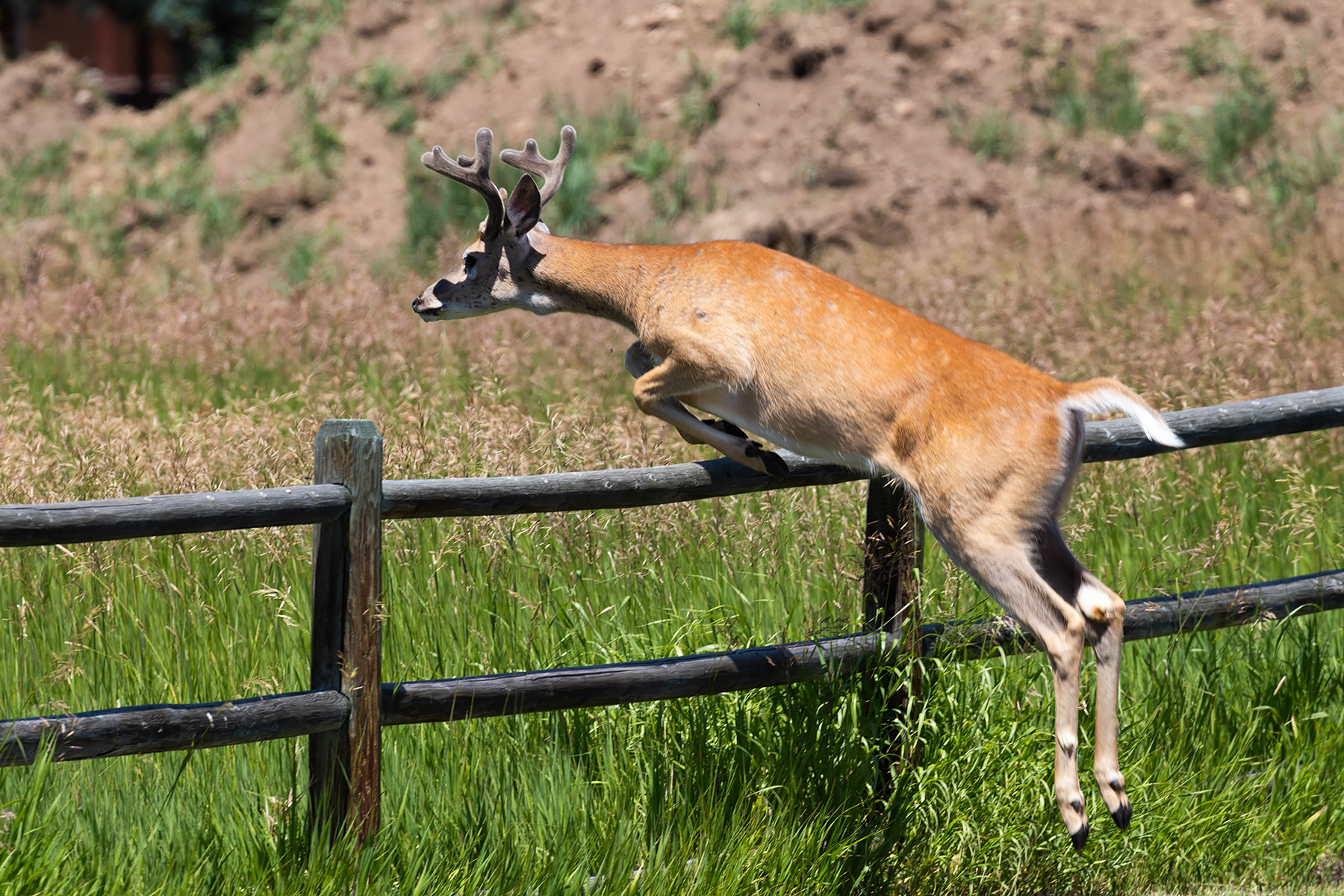 Deer takes the fence.  Click for next photo.