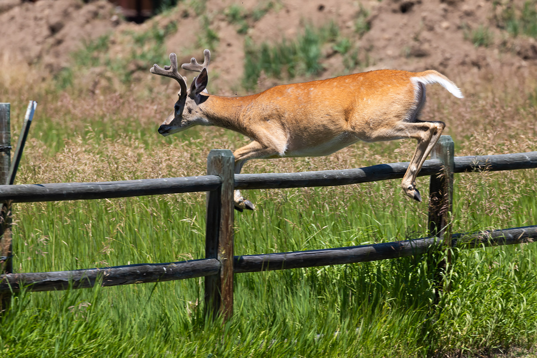 Deer takes the fence.  Click for next photo.
