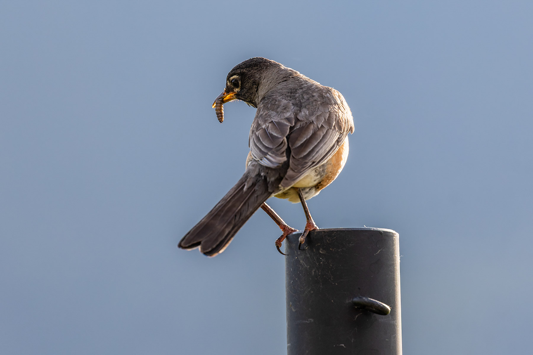 Robin.  Click for next photo.