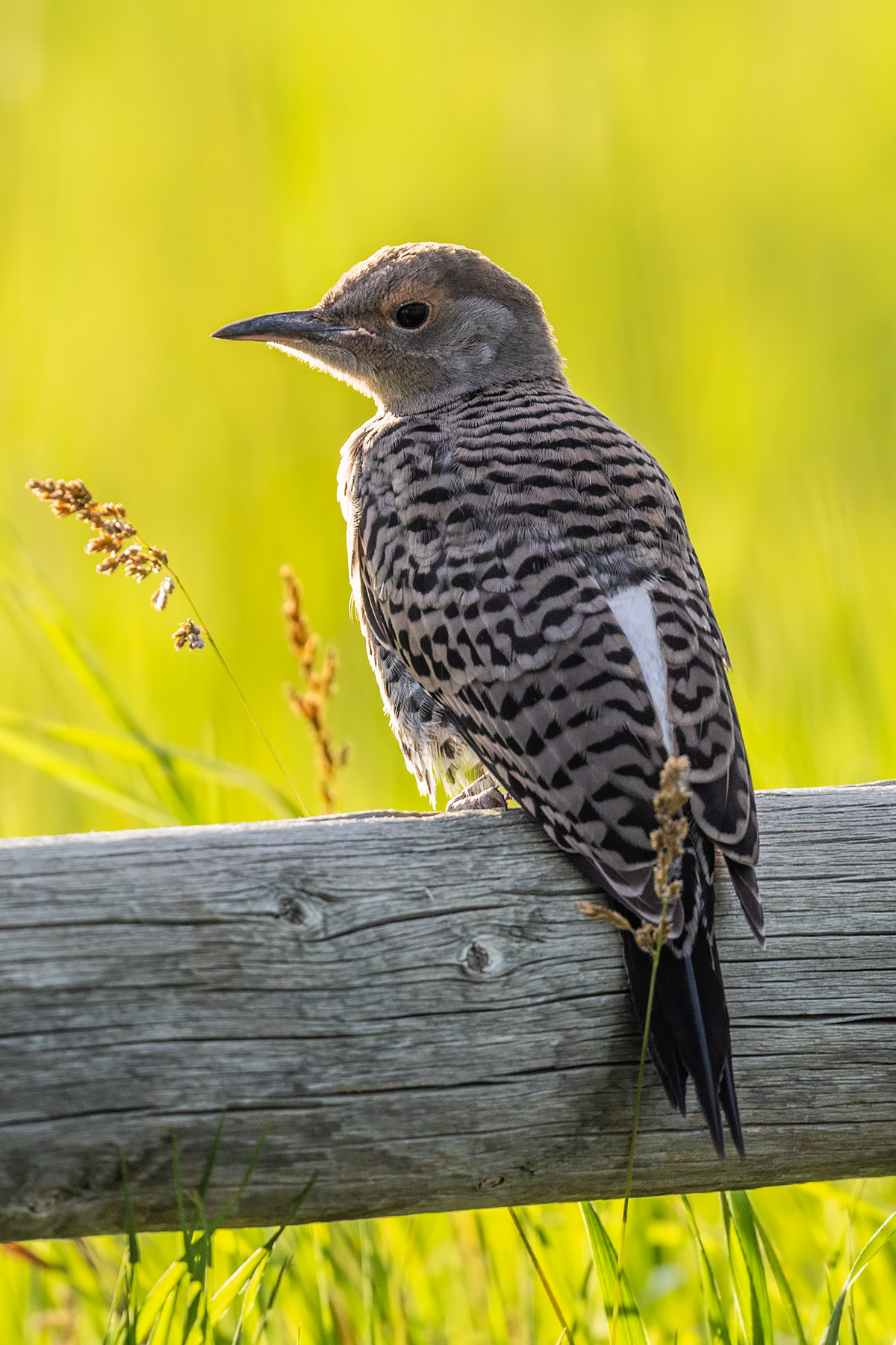 Flicker fledgling.  Click for next photo.