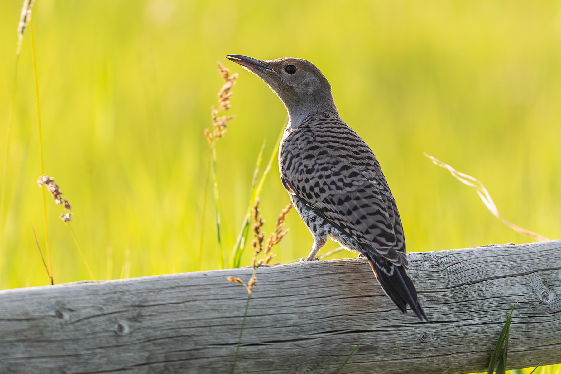Flicker fledgling.  Click for next photo.