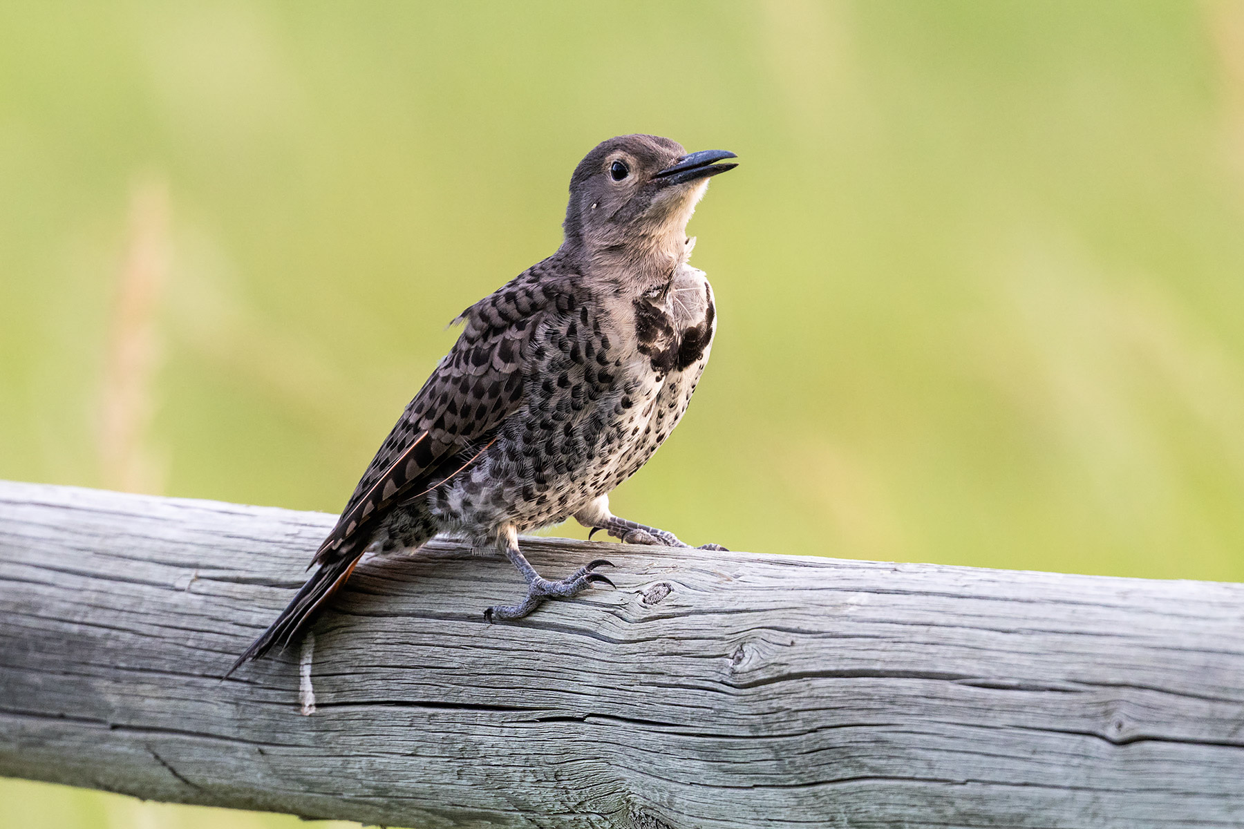 Flicker fledgling.  Click for next photo.