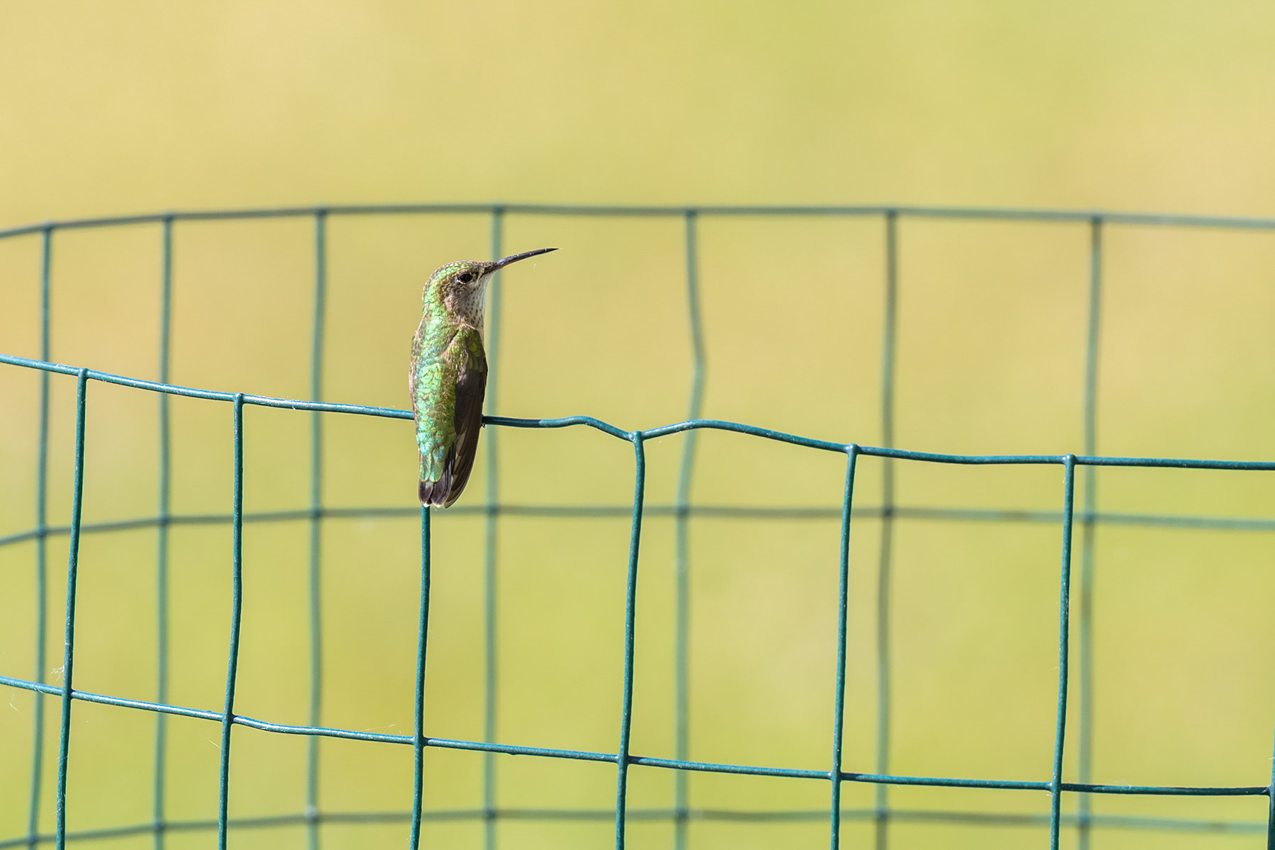 Hummingbird resting on fencing.  Click for next photo.