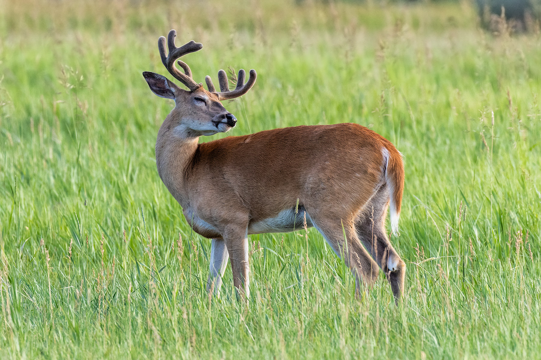 Deer in the neighboring lot.  Click for next photo.