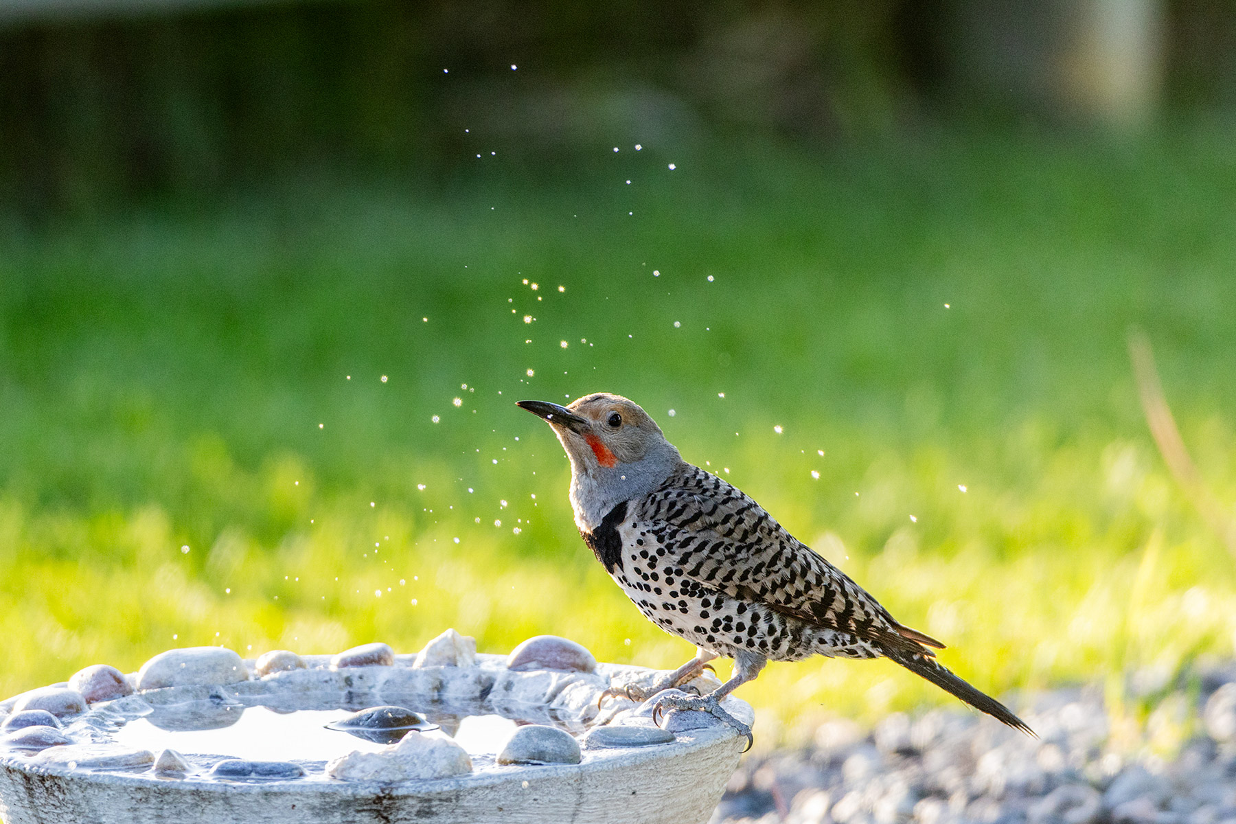 Flicker.  Click for next photo.