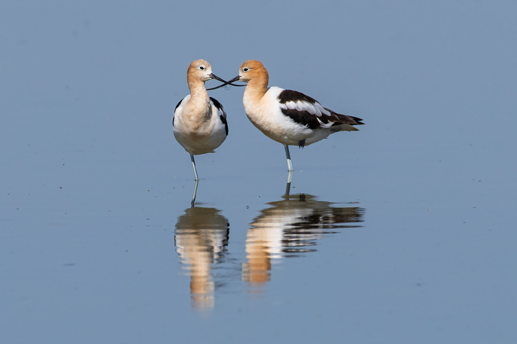 American Avocets, Bowdoin NWR, Montana.  Click for next photo.