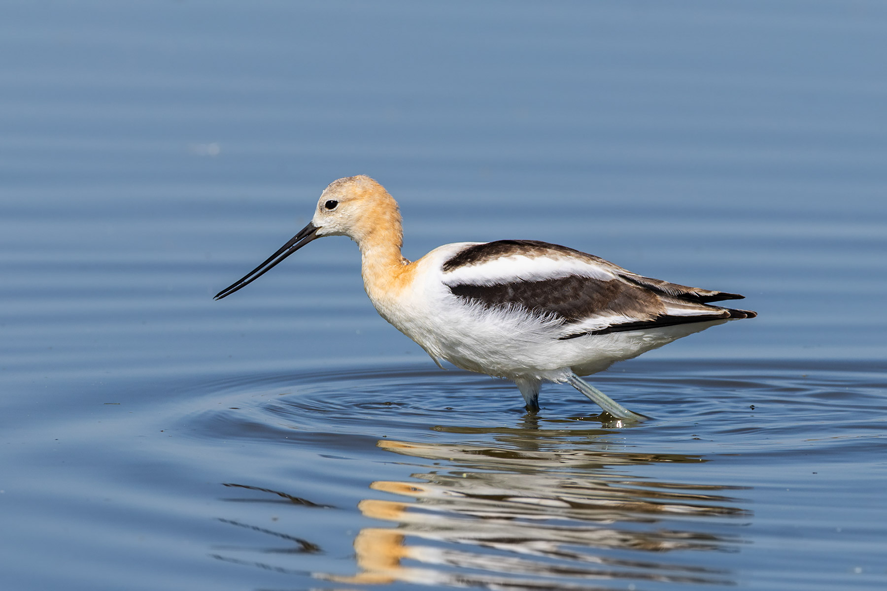 American Avocet, Bowdoin NWR, Montana.  Click for next photo.