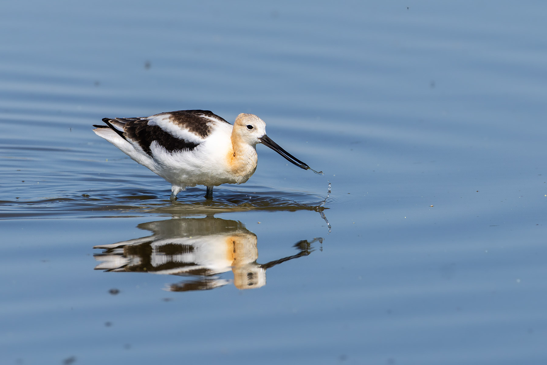 American Avocet, Bowdoin NWR, Montana.  Click for next photo.