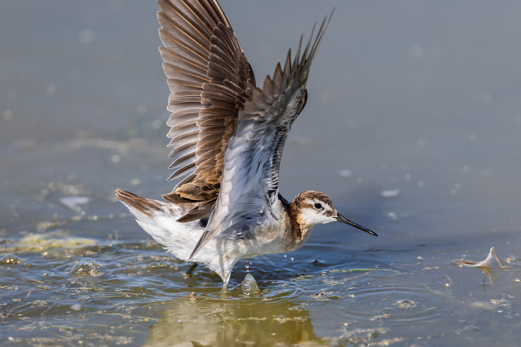 Wilson�s Phalarope, Bowdoin NWR, Montana.  Click for next photo.