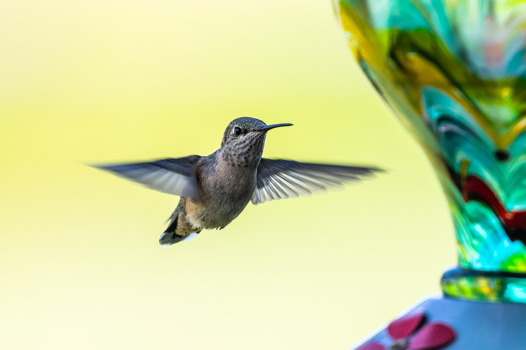 Hummingbird in back yard.  Click for next photo.