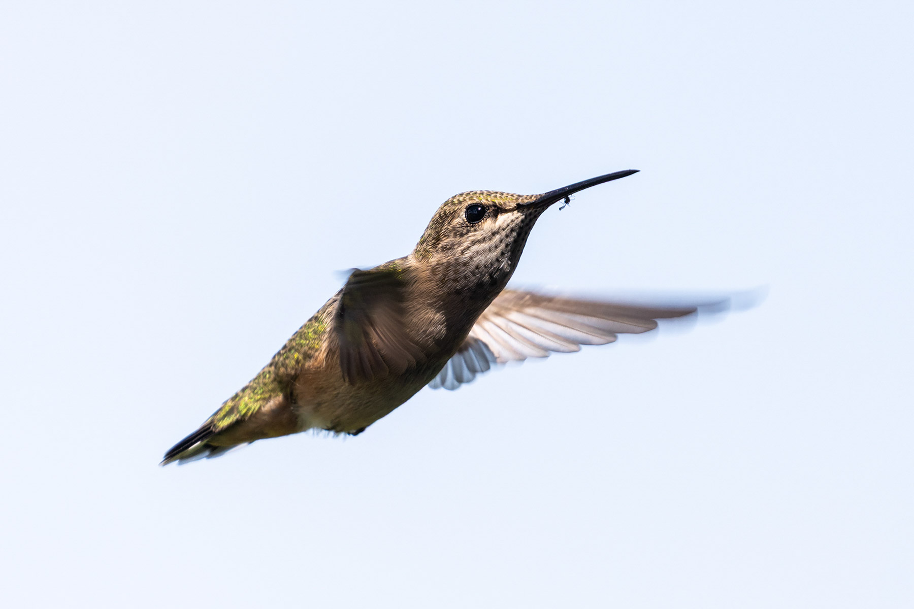 Hummingbird in back yard.  Click for next photo.