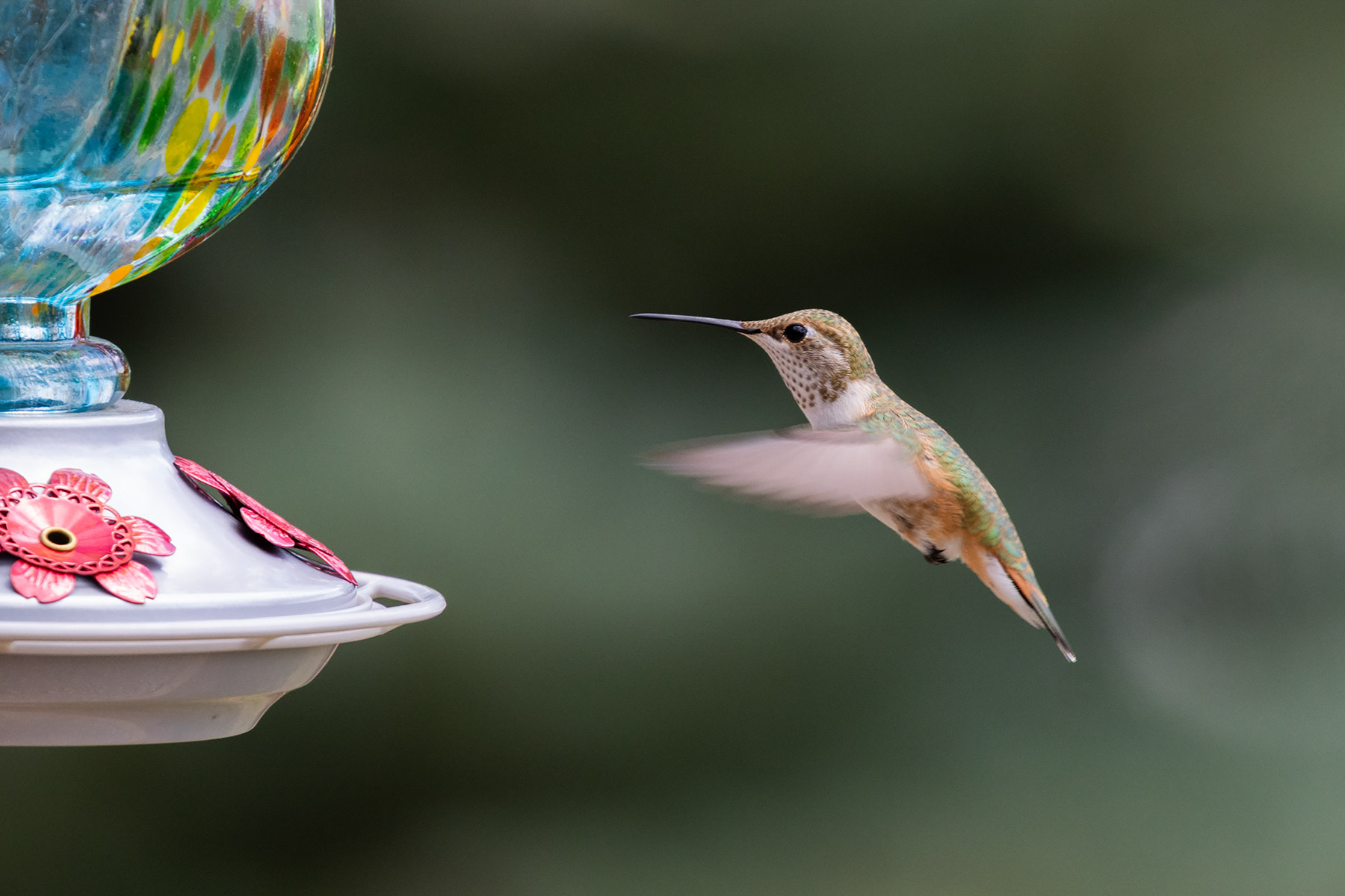 Hummingbird in Red Lodge.  Click for next photo.