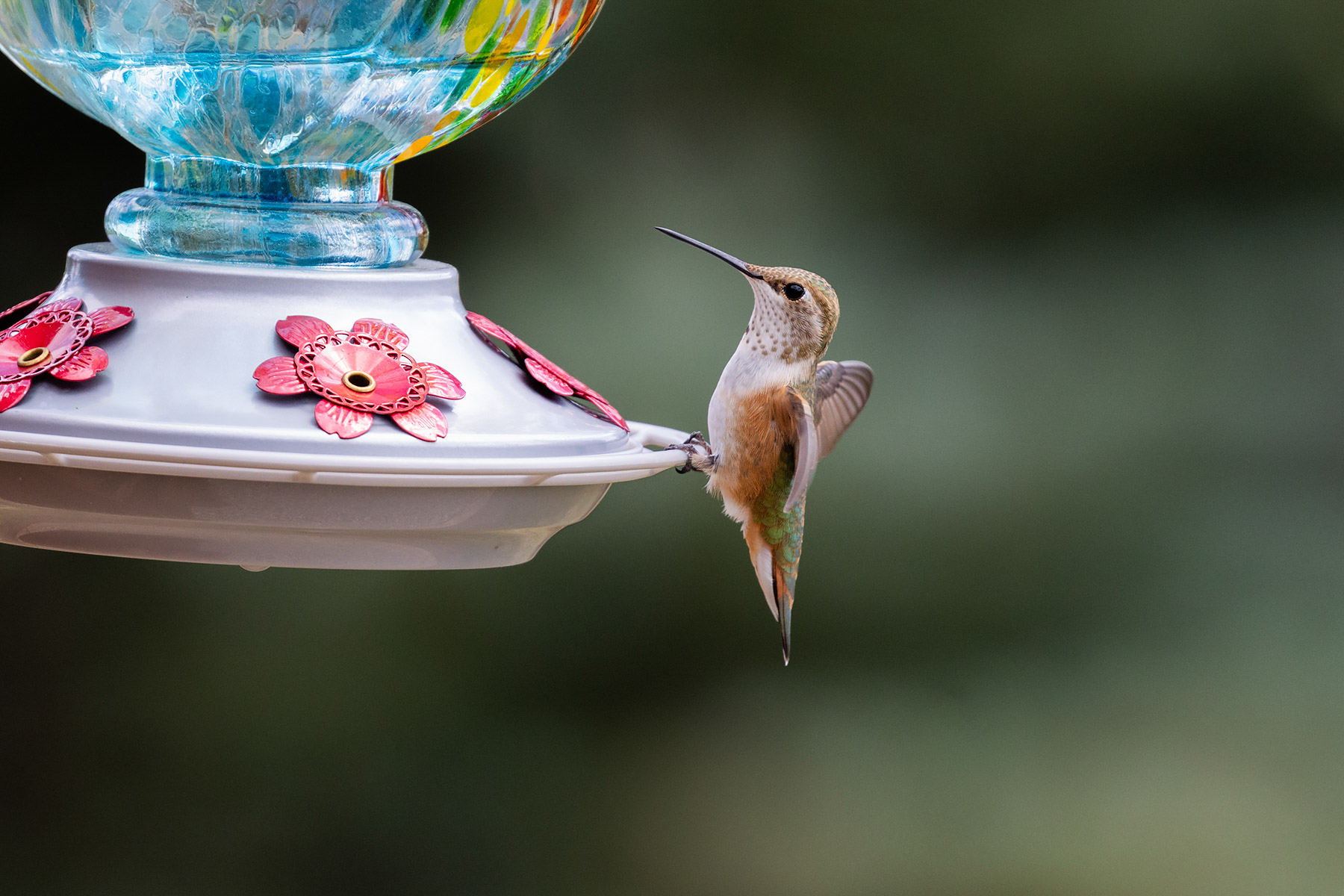 Hummingbird in Red Lodge.  Click for next photo.