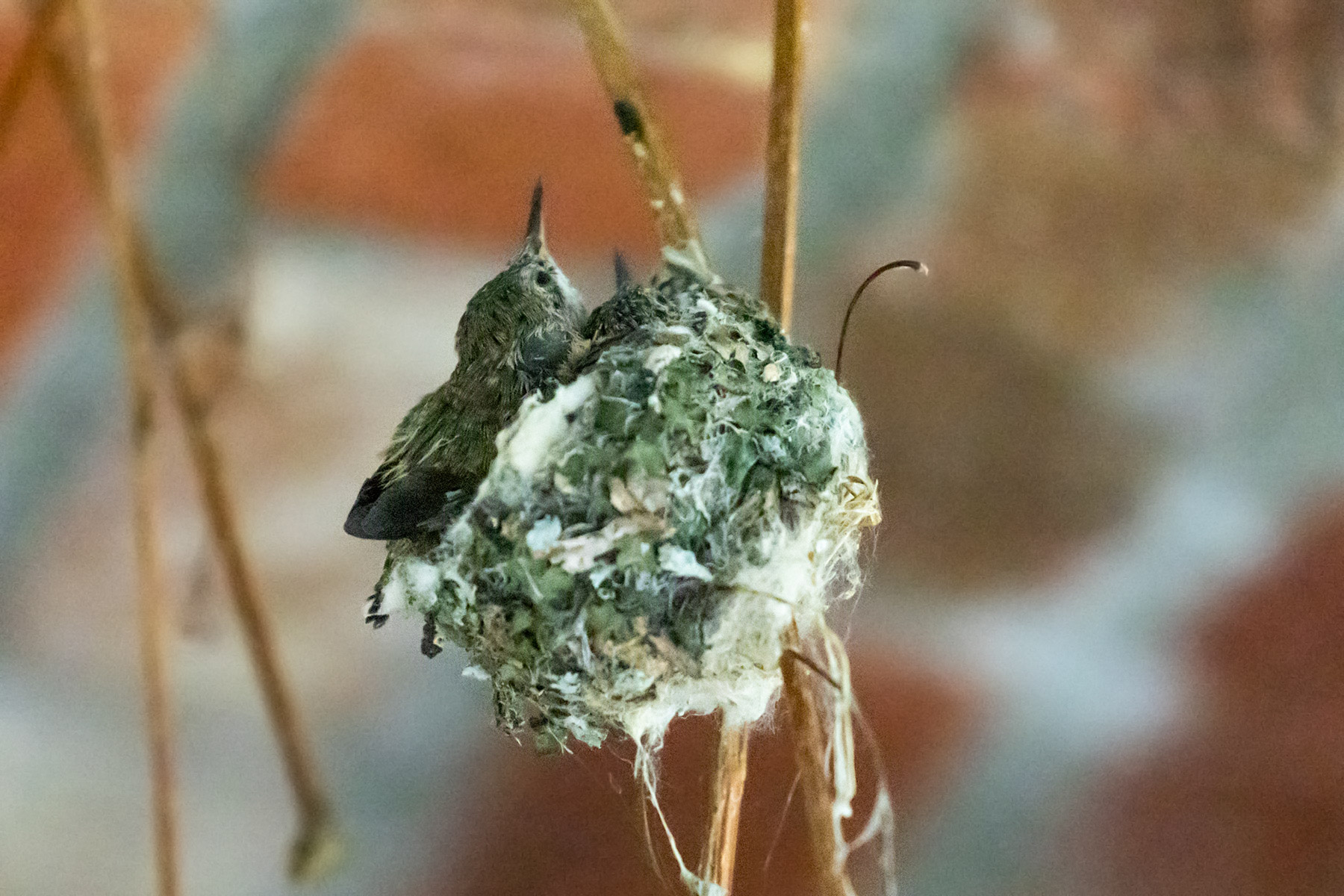 Hummingbird hatchlings in Red Lodge.  Click for next photo.
