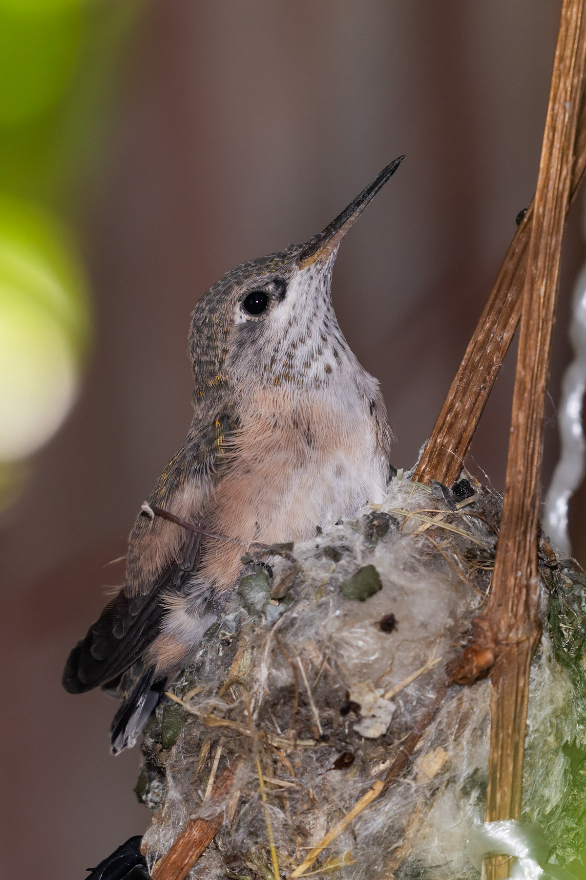 Hummingbird hatchling in Red Lodge.  Click for next photo.