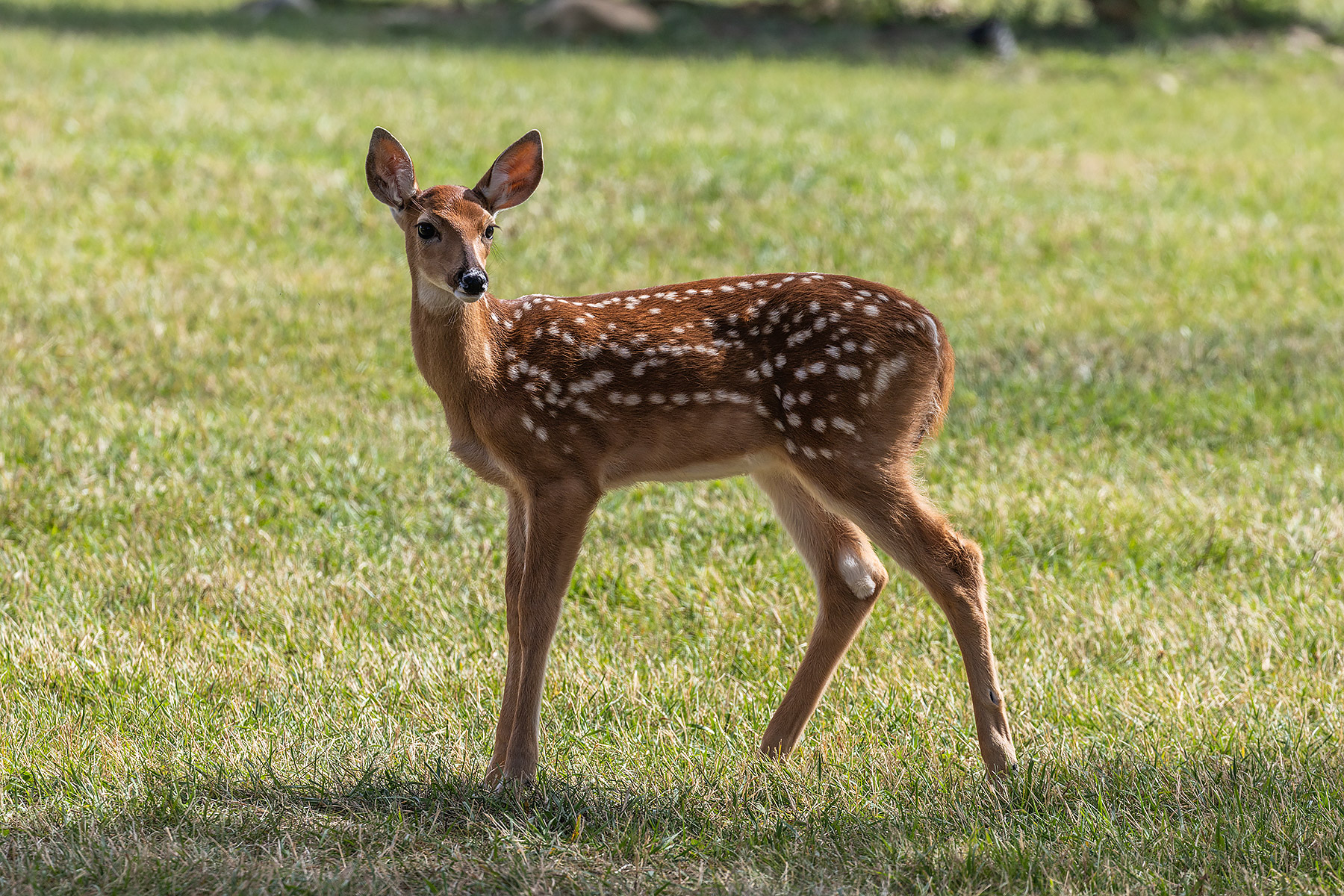 Fawn in town.  Click for next photo.