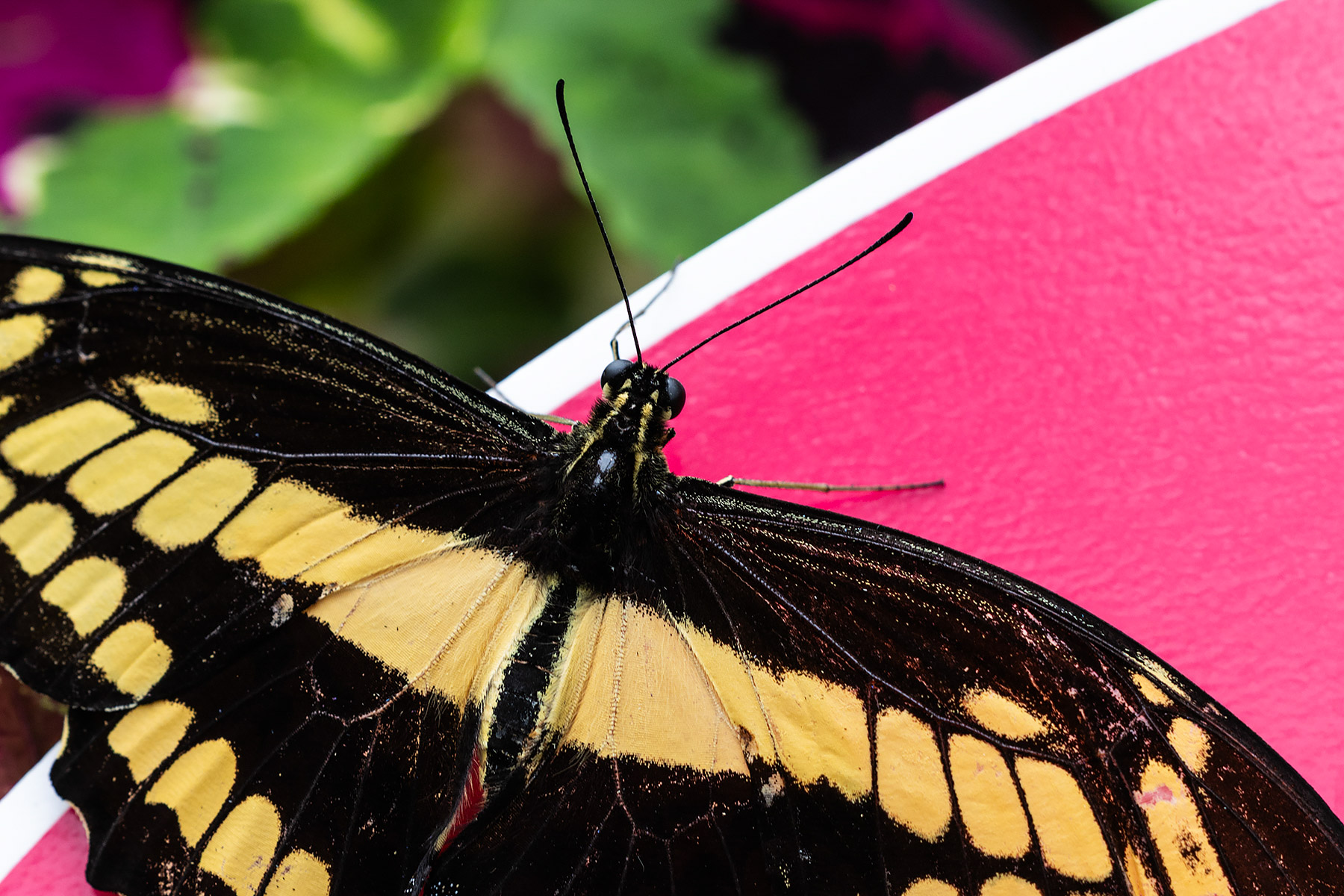 Michigan butterly.  Click for next photo.