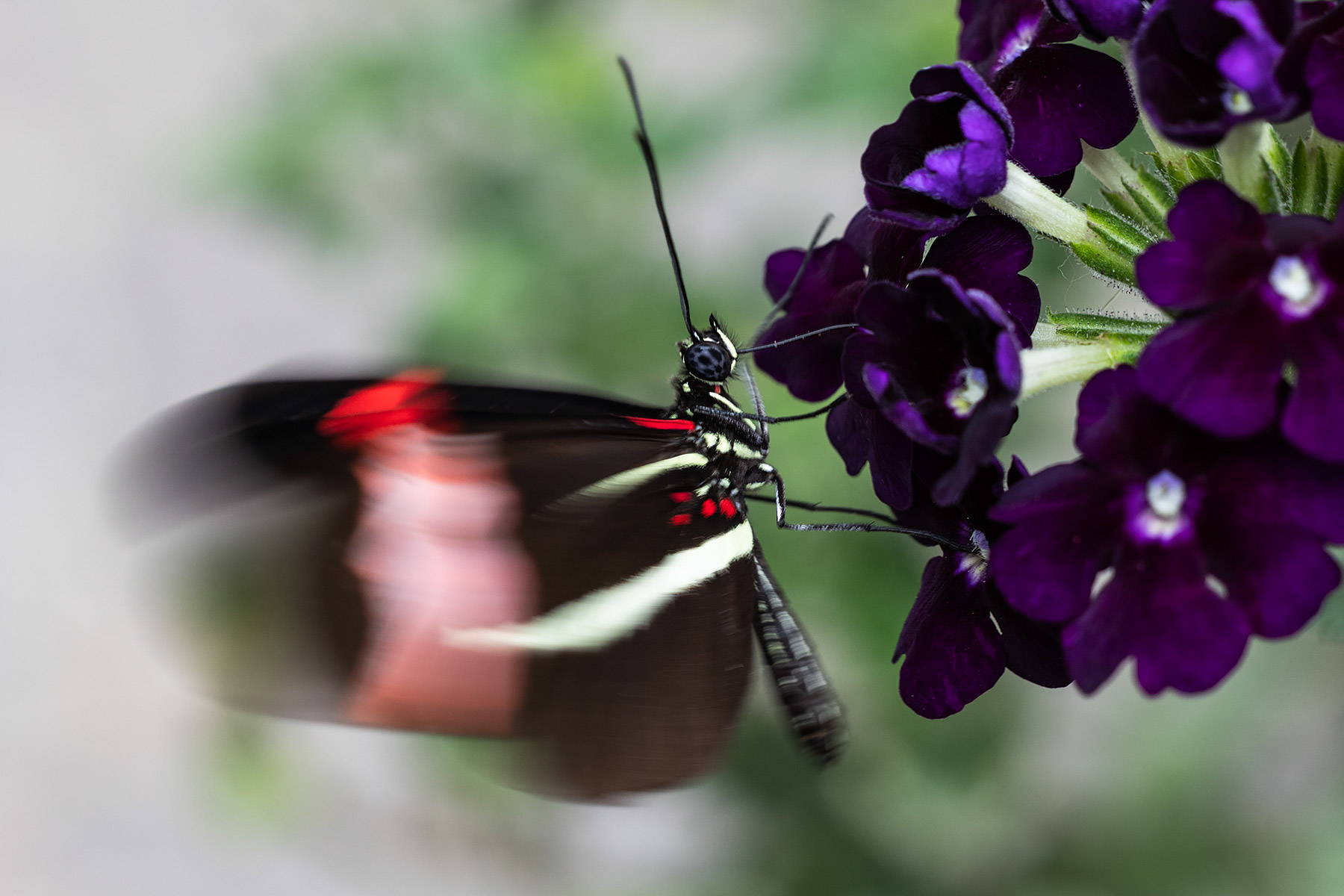 Michigan butterly.  Click for next photo.