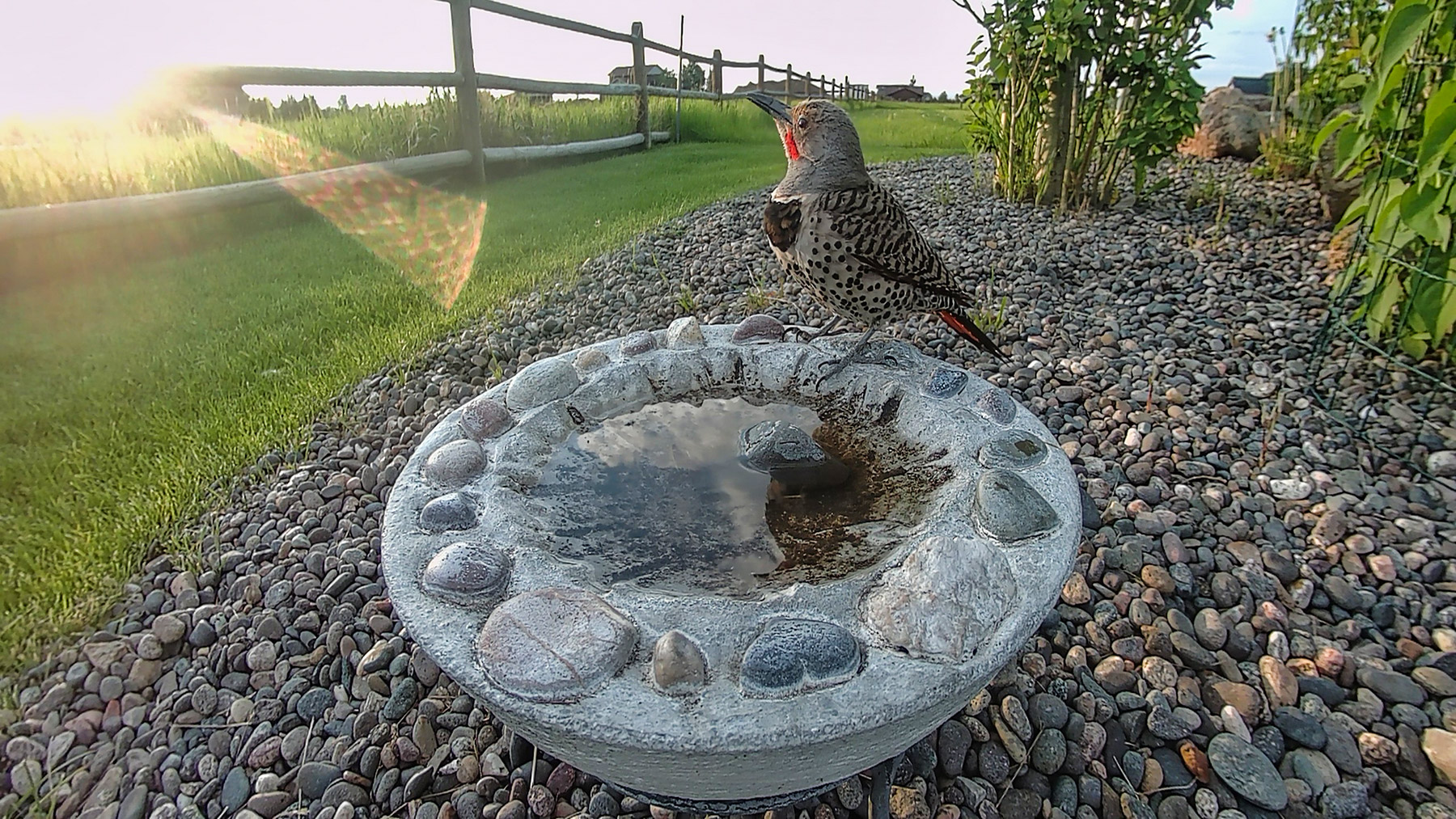 Flicker.  Click for next photo.