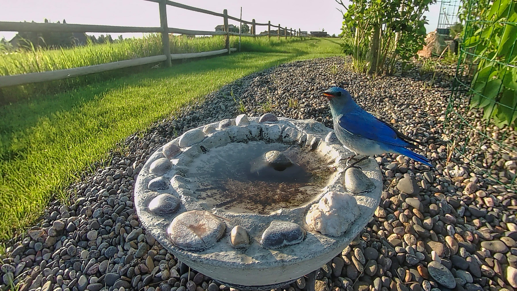 Bluebird.  Click for next photo.
