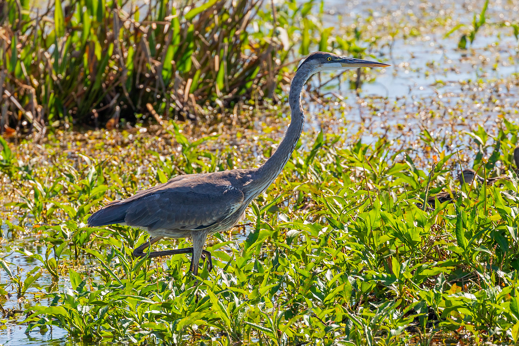 Great Blue Heron, probably a juvenile, Celery Fields, Sarasota, Florida.  Click for next photo.