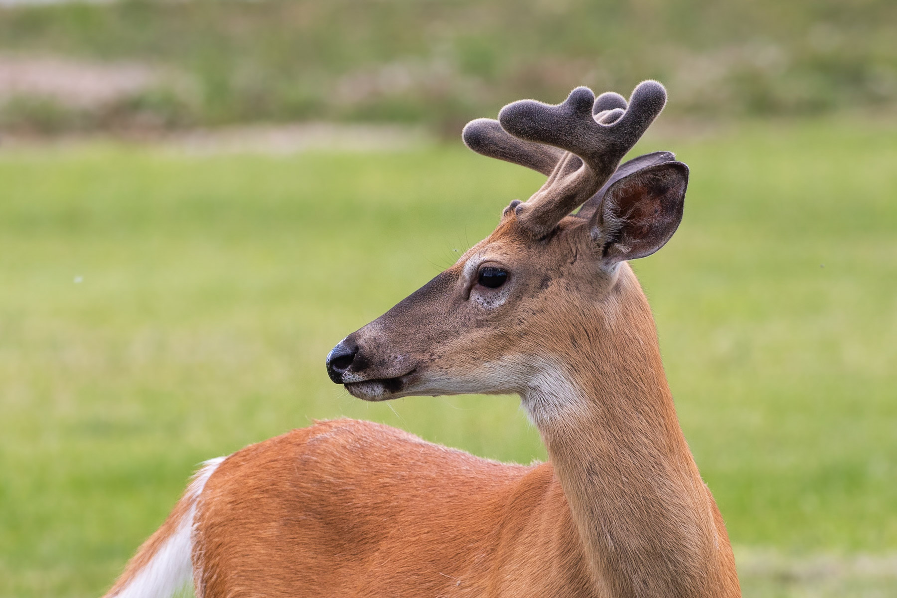 Backyard deer.  Click for next photo.