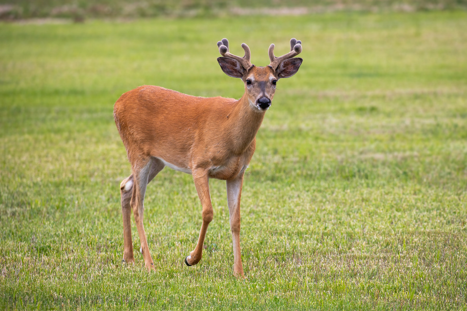 Backyard deer.  Click for next photo.