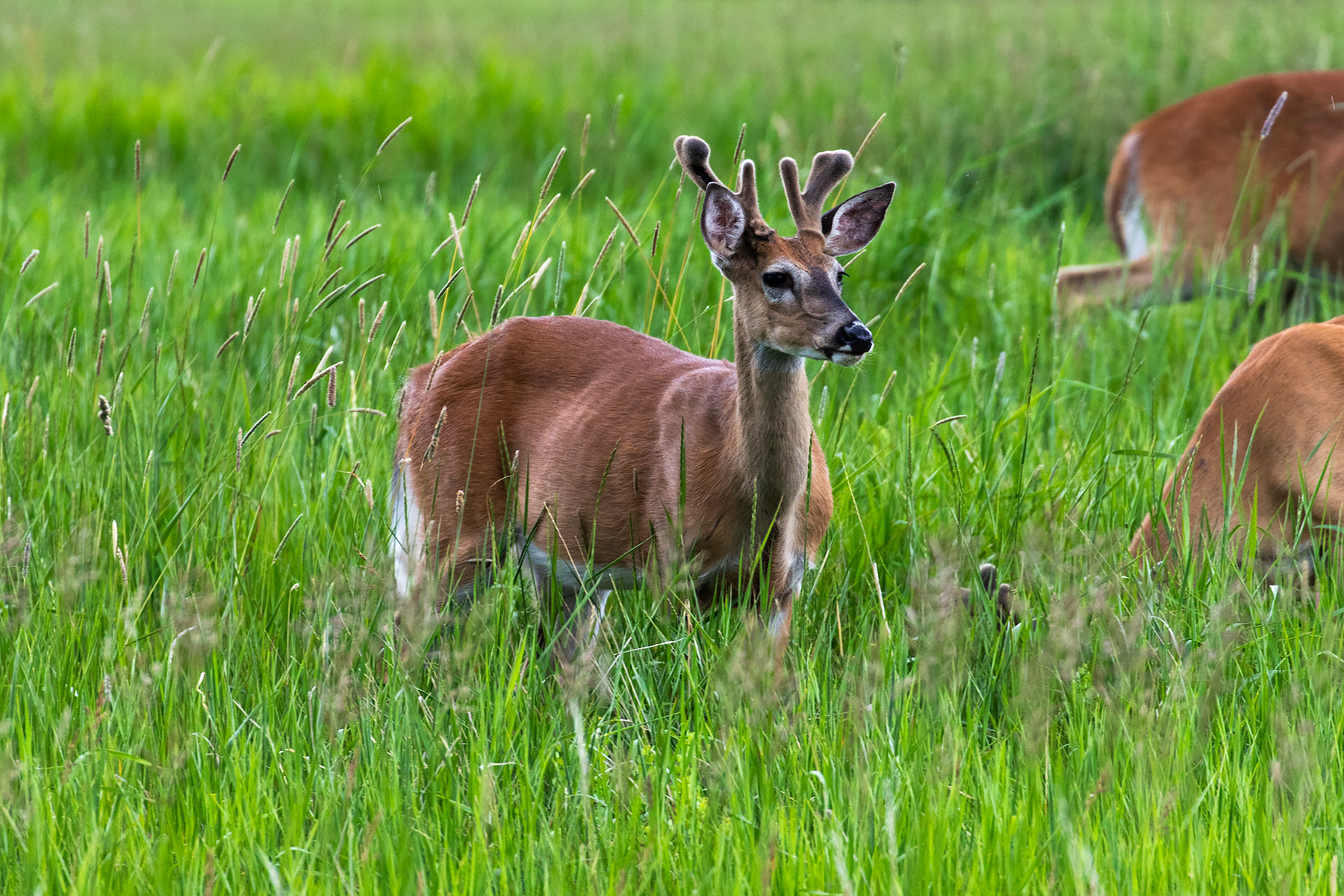 Deer.  Click for next photo.