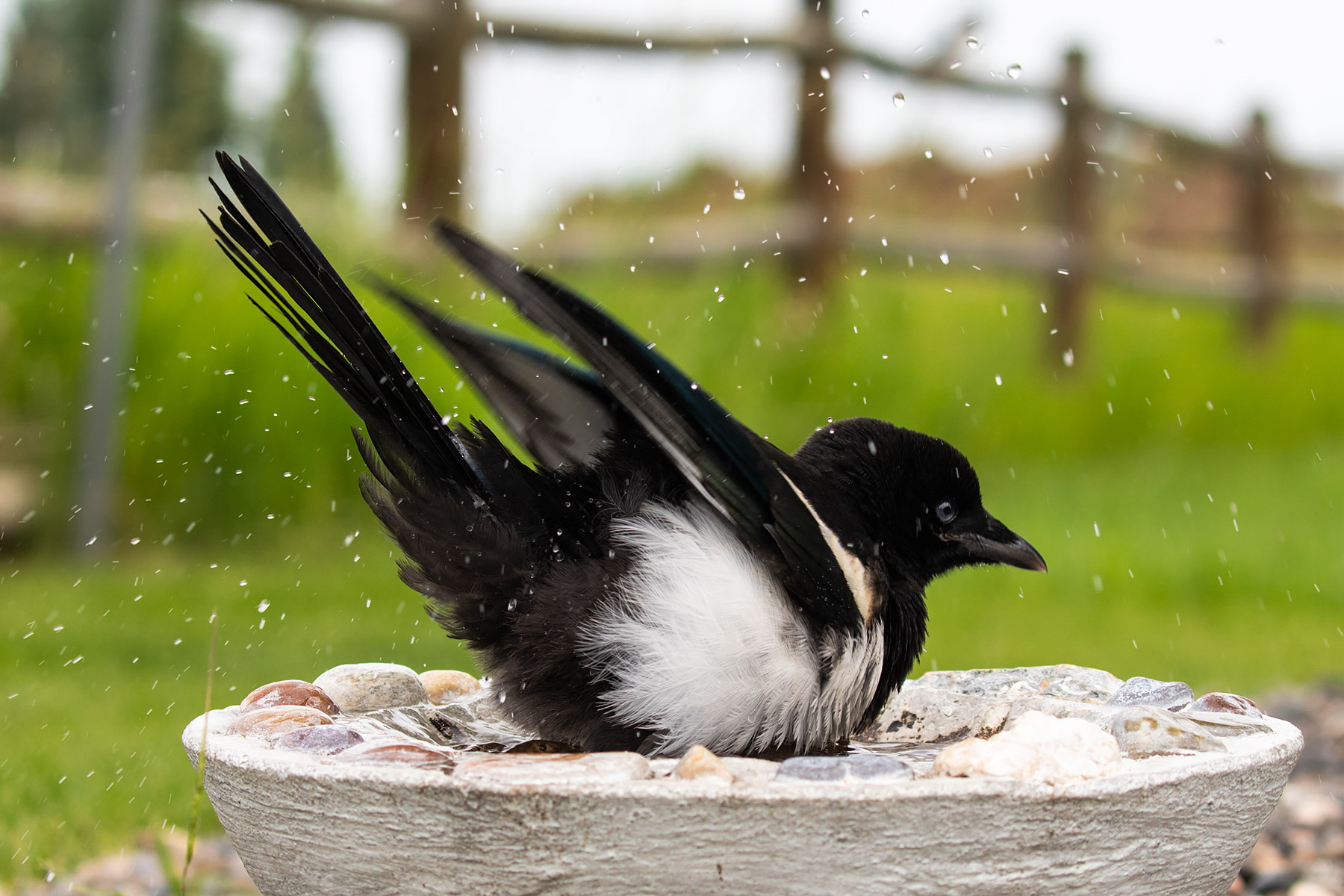 Magpies.  Click for next photo.