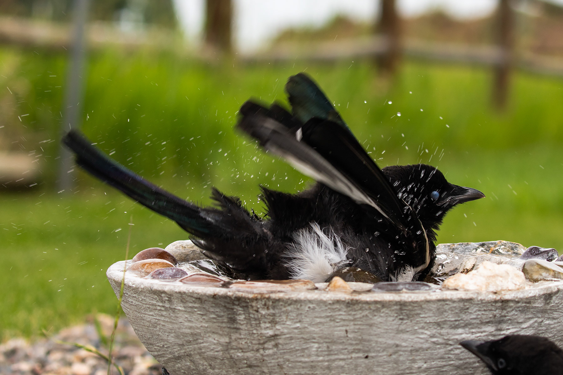 Magpies.  Click for next photo.