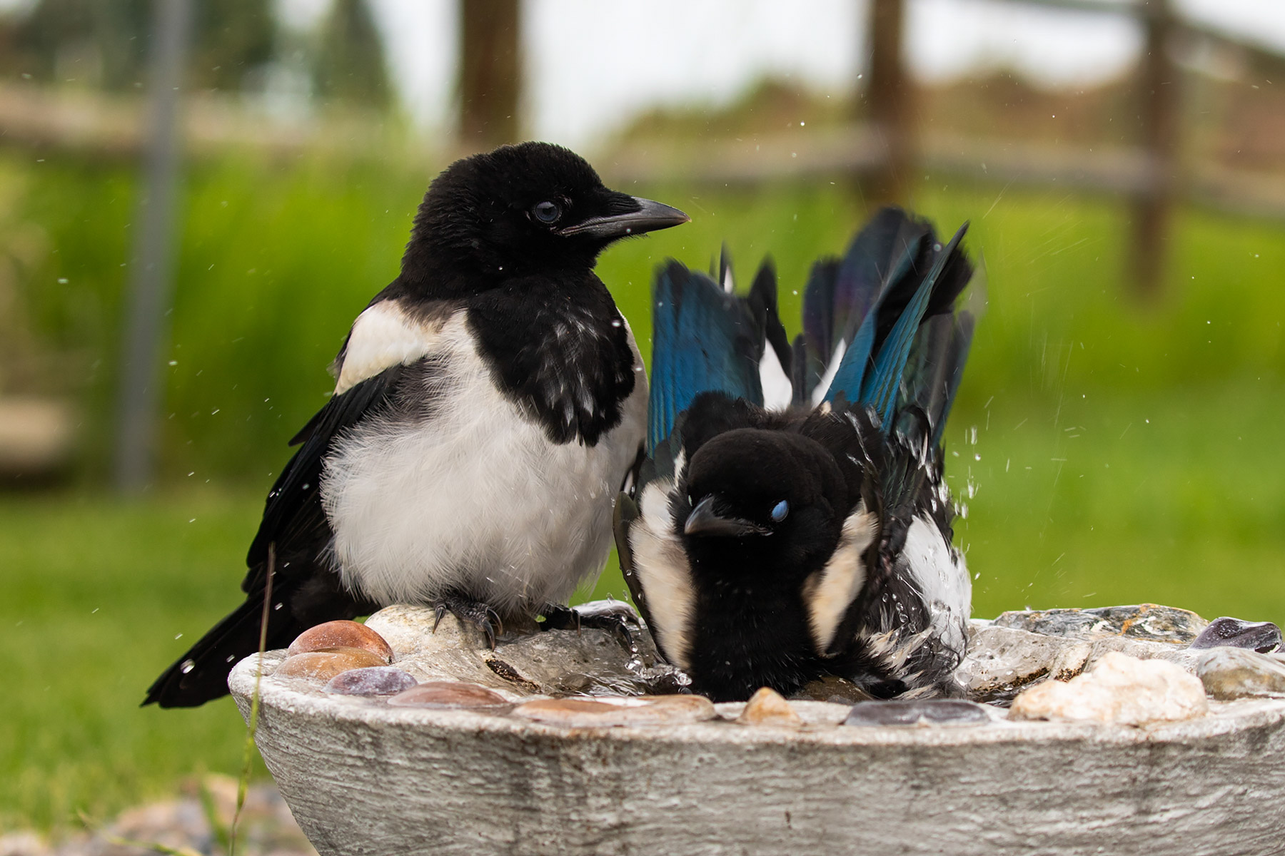 Magpies.  Click for next photo.