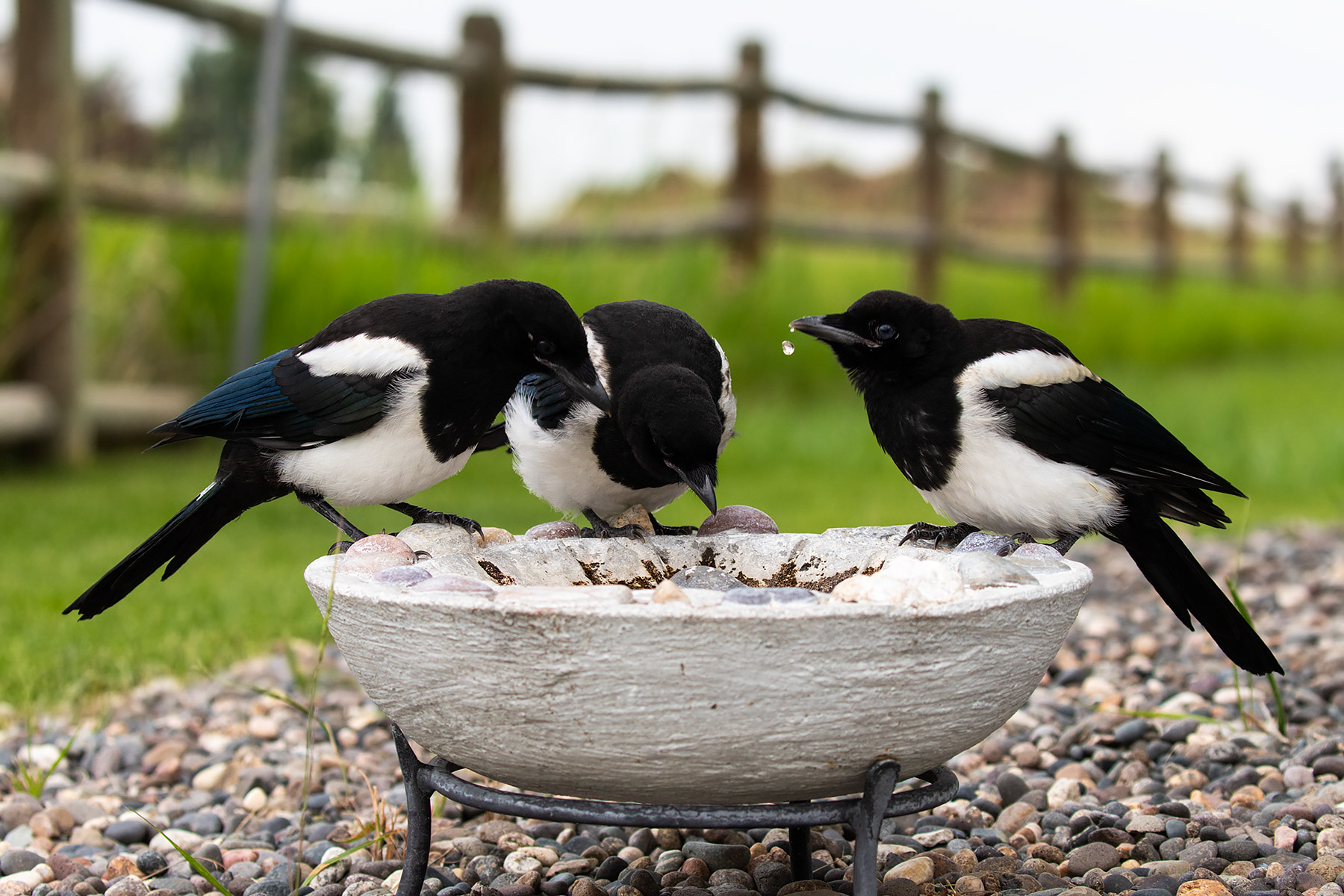 Magpies.  Click for next photo.