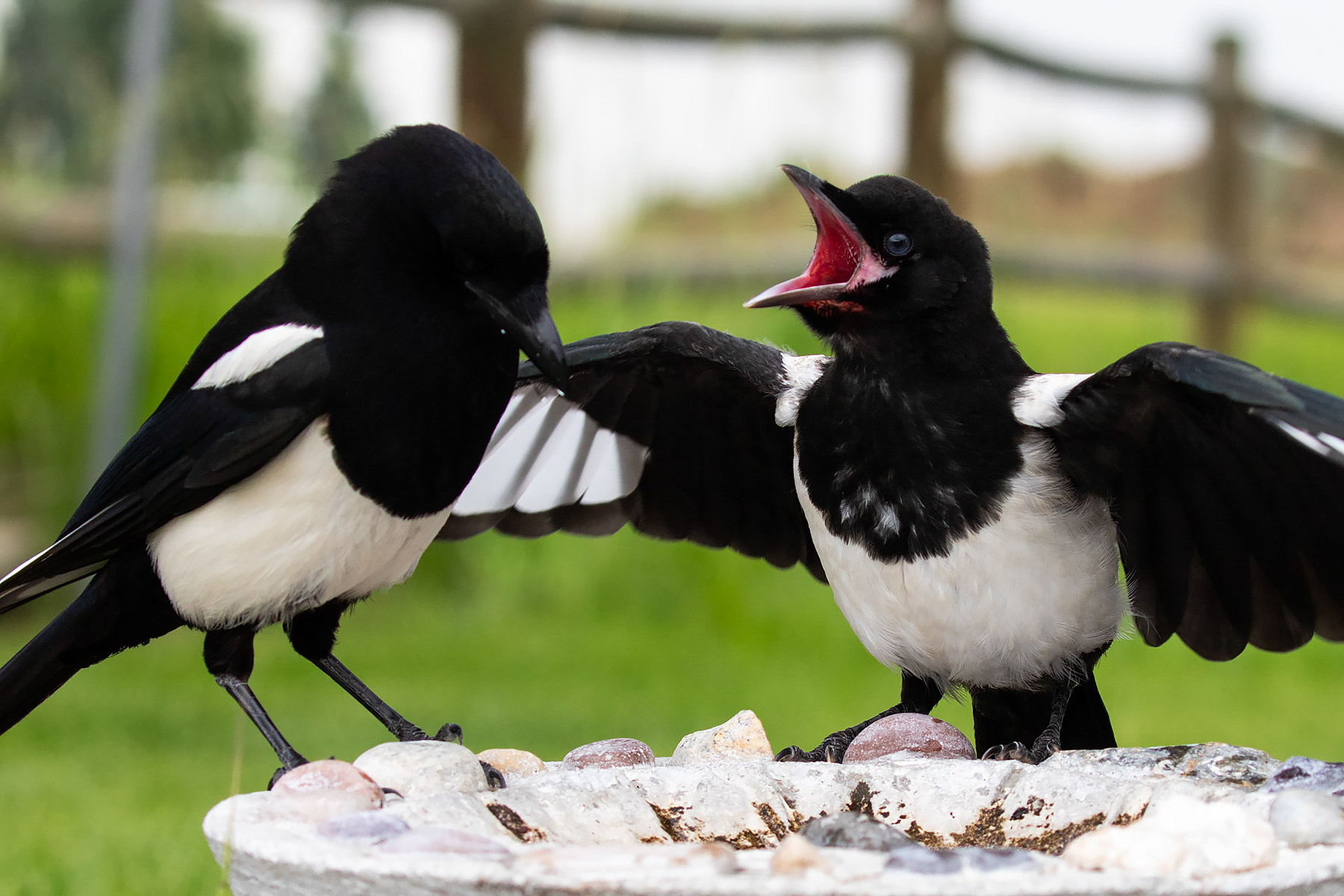 Magpies.  Click for next photo.