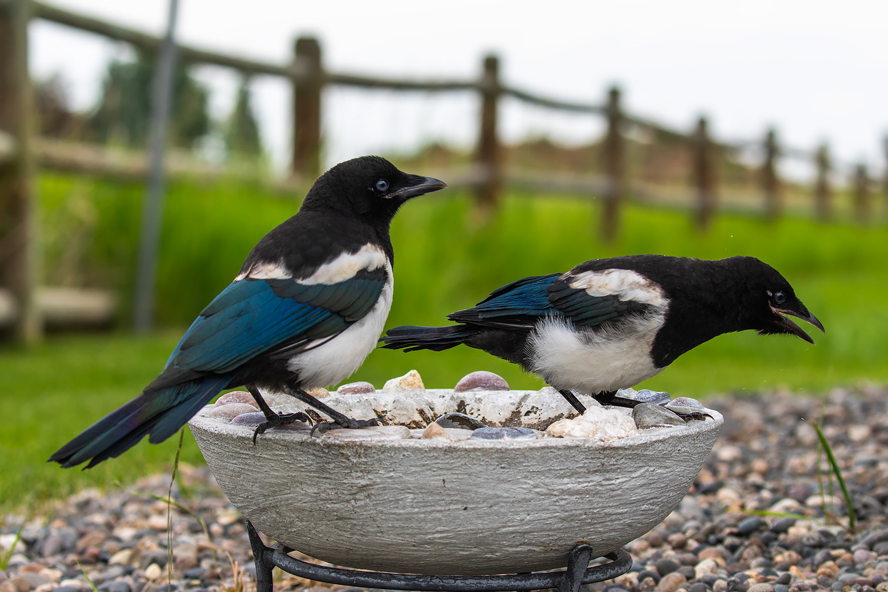 Magpies.  Click for next photo.