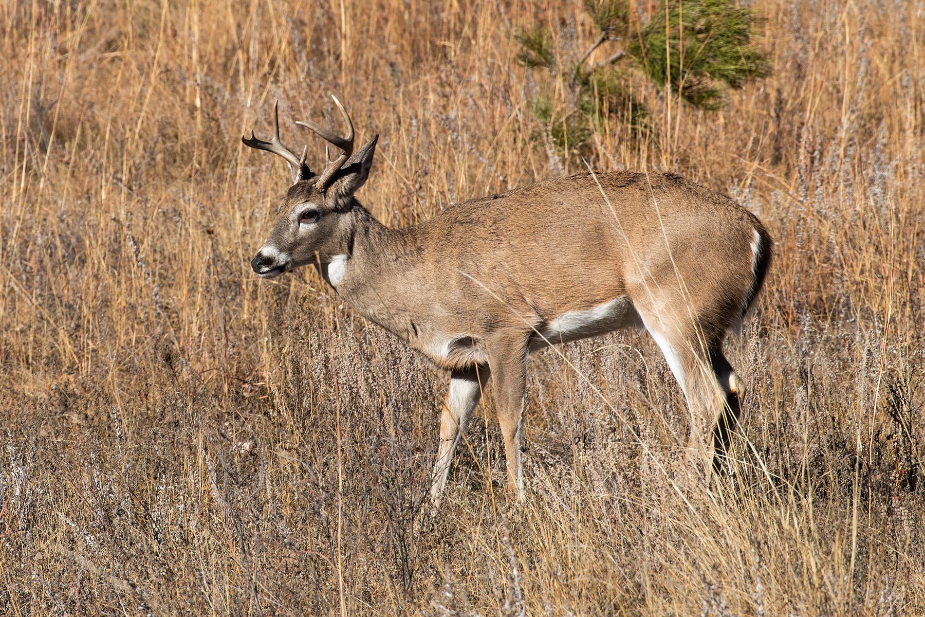 Deer, Custer State Park.  Click for next photo.