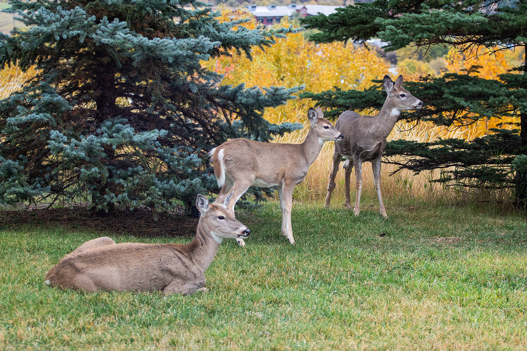Deer in Red Lodge, MT, adult is laying down and the other two are this year�s fawns.  Click for next photo.