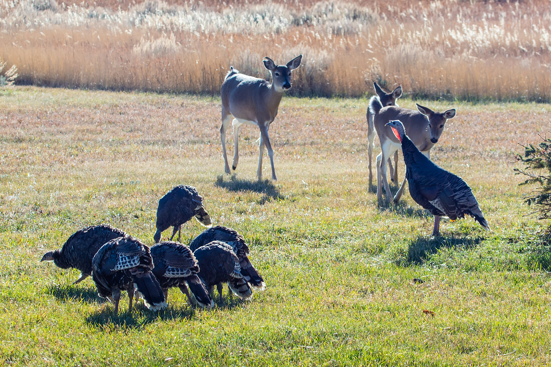 Deer encounter a flock of turkeys, Red Lodge, MT.  Click for next photo.
