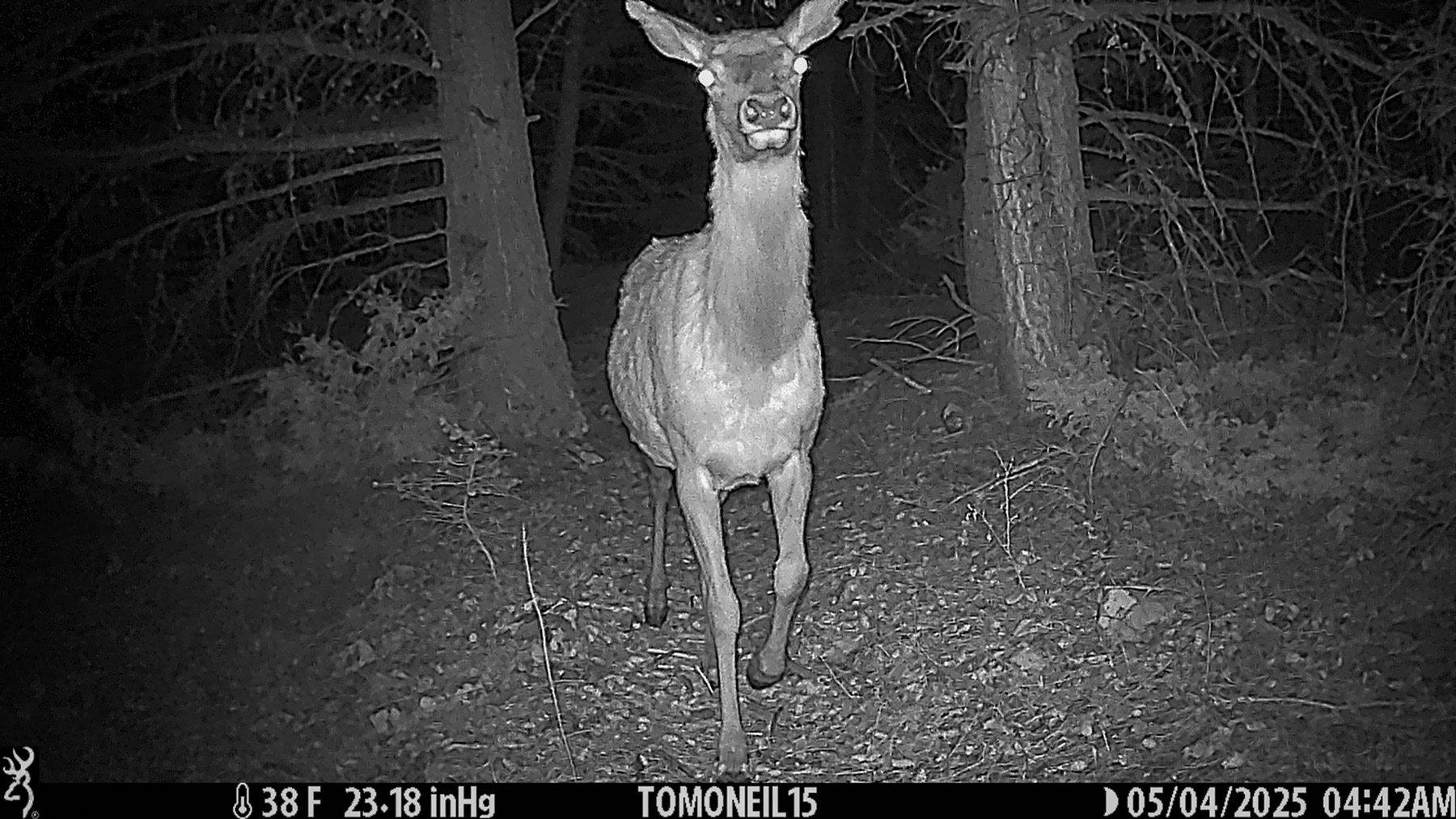 Elk in Custer Gallatin National Forest south of Red Lodge.  Click for next photo.
