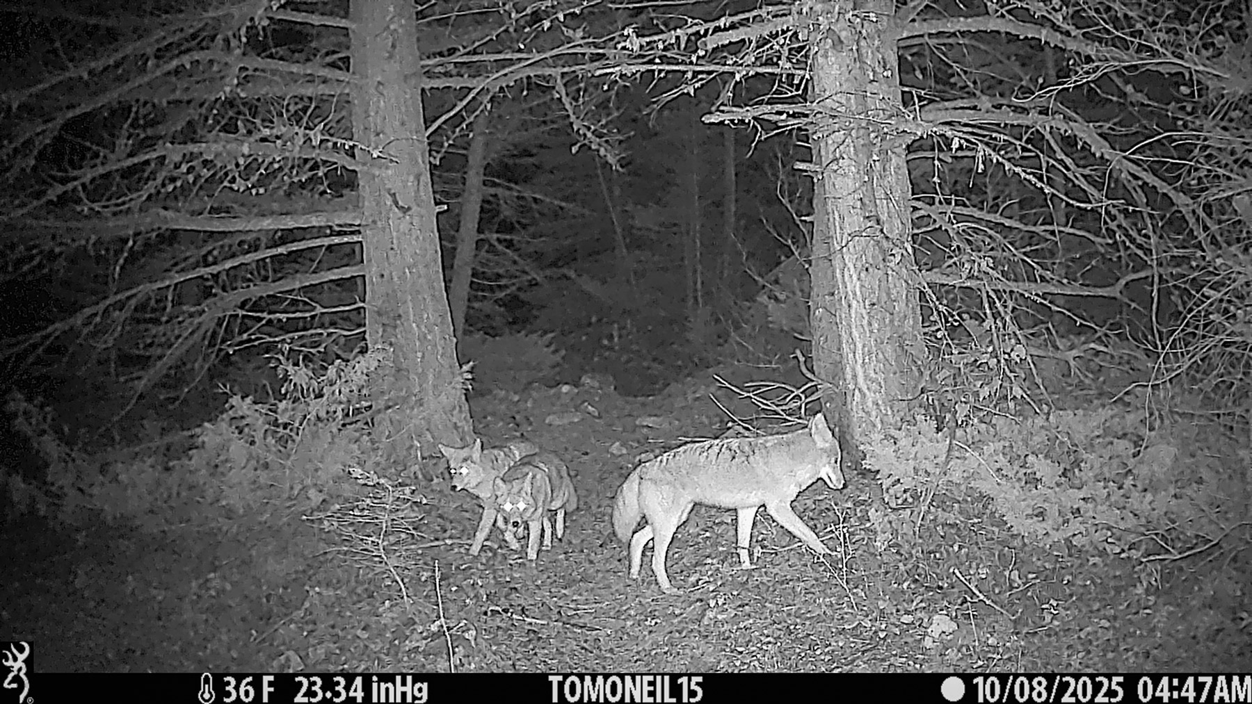 Three coyotes, Custer Gallatin National Forest.  Click for next photo.