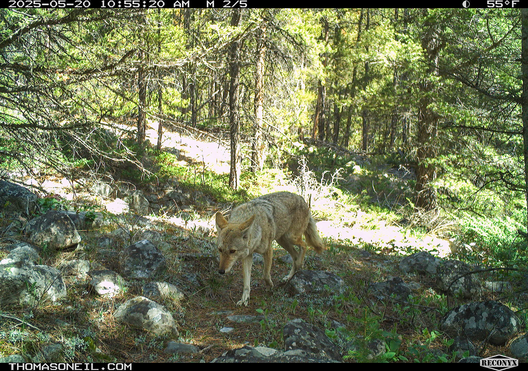 Coyote in Custer National Forest near Red Lodge, MT.  Click for next photo.