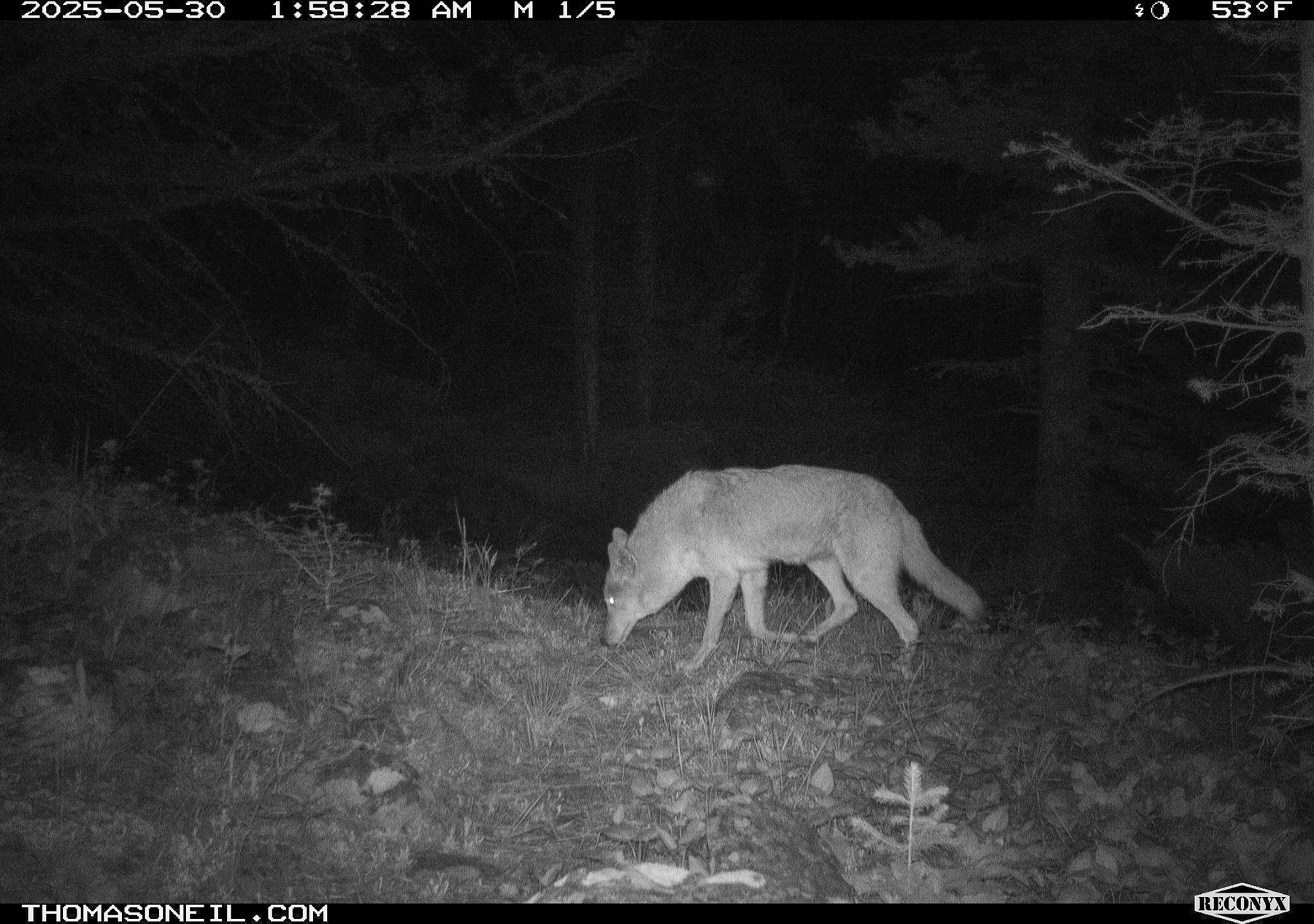 Coyote in Custer National Forest near Red Lodge, MT.  Click for next photo.